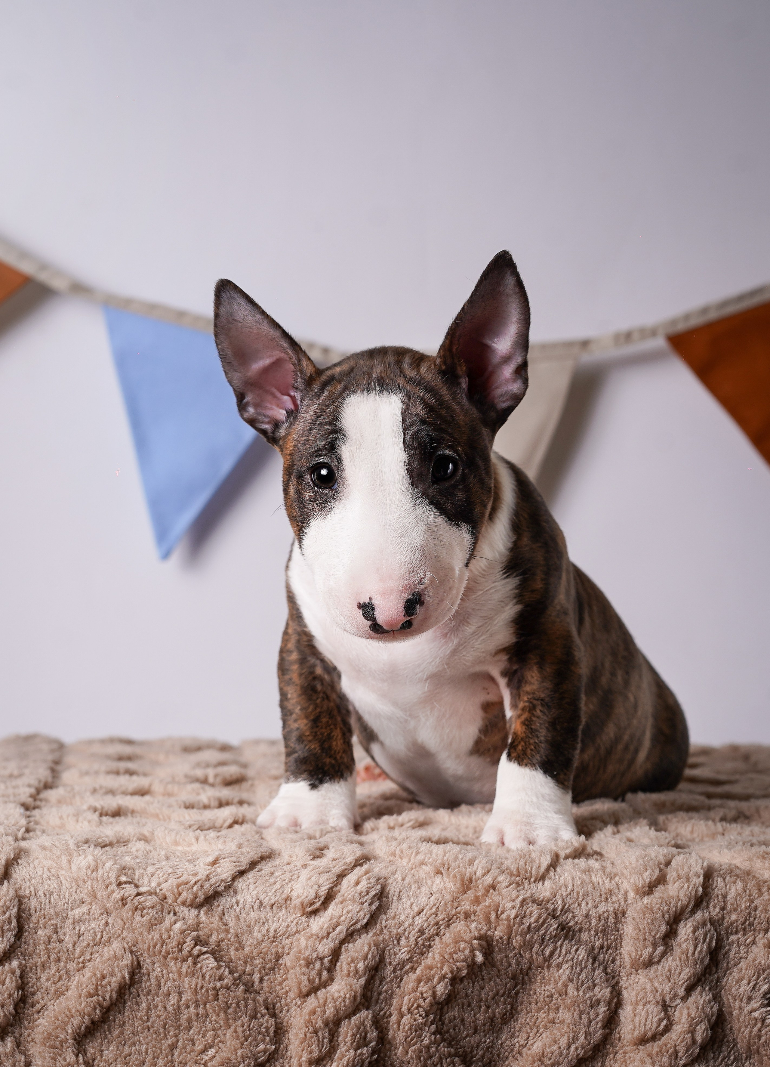 Щенки минибультерьера. Фотограф-анималист в Санкт-Петербурге Яна Мартынова