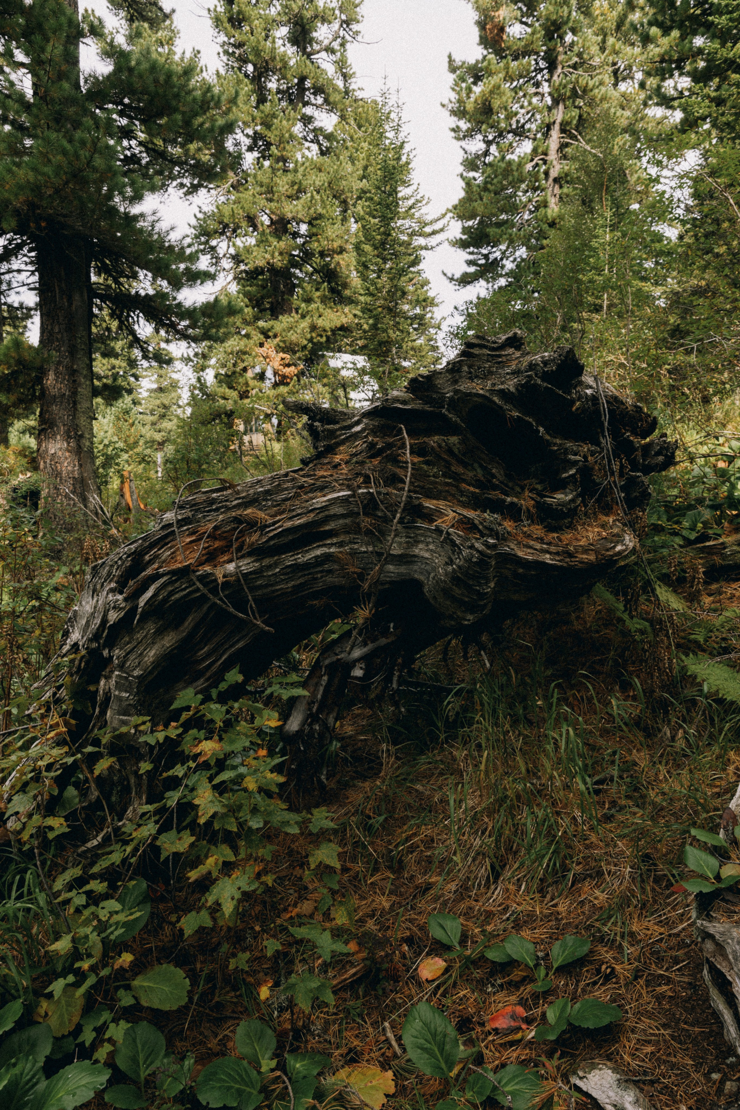 Алтай, природа и эстетика. Александр Чернин. Семейный и событийный фотограф