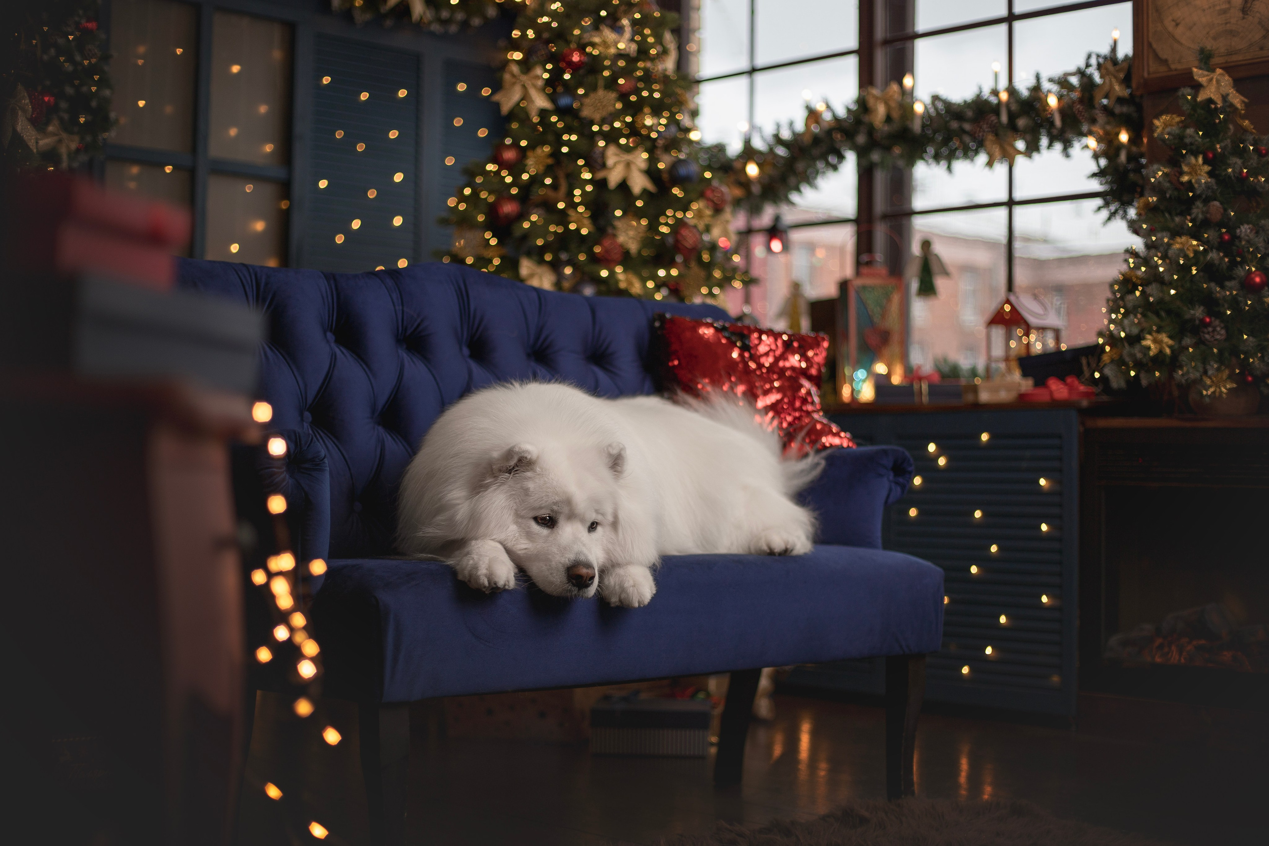 Пушистые самоедские драконы в студии. Фотограф анималист в Москве Майорова Евгения