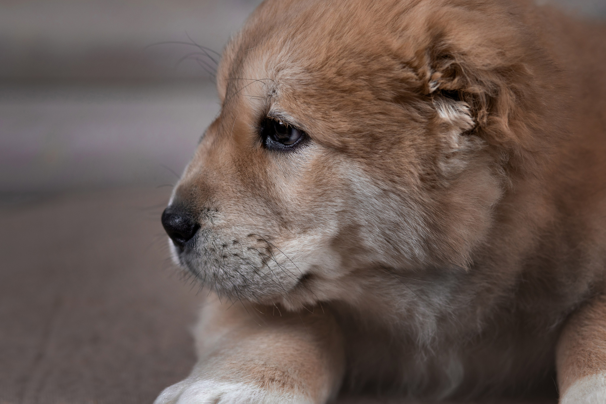 Портфолио: Фотосъёмка щенков в Москве и области — трогательные моменты. Фотограф-анималист и бренд-фотограф в Москве | Фотография собак, людей, бизнес-портрет