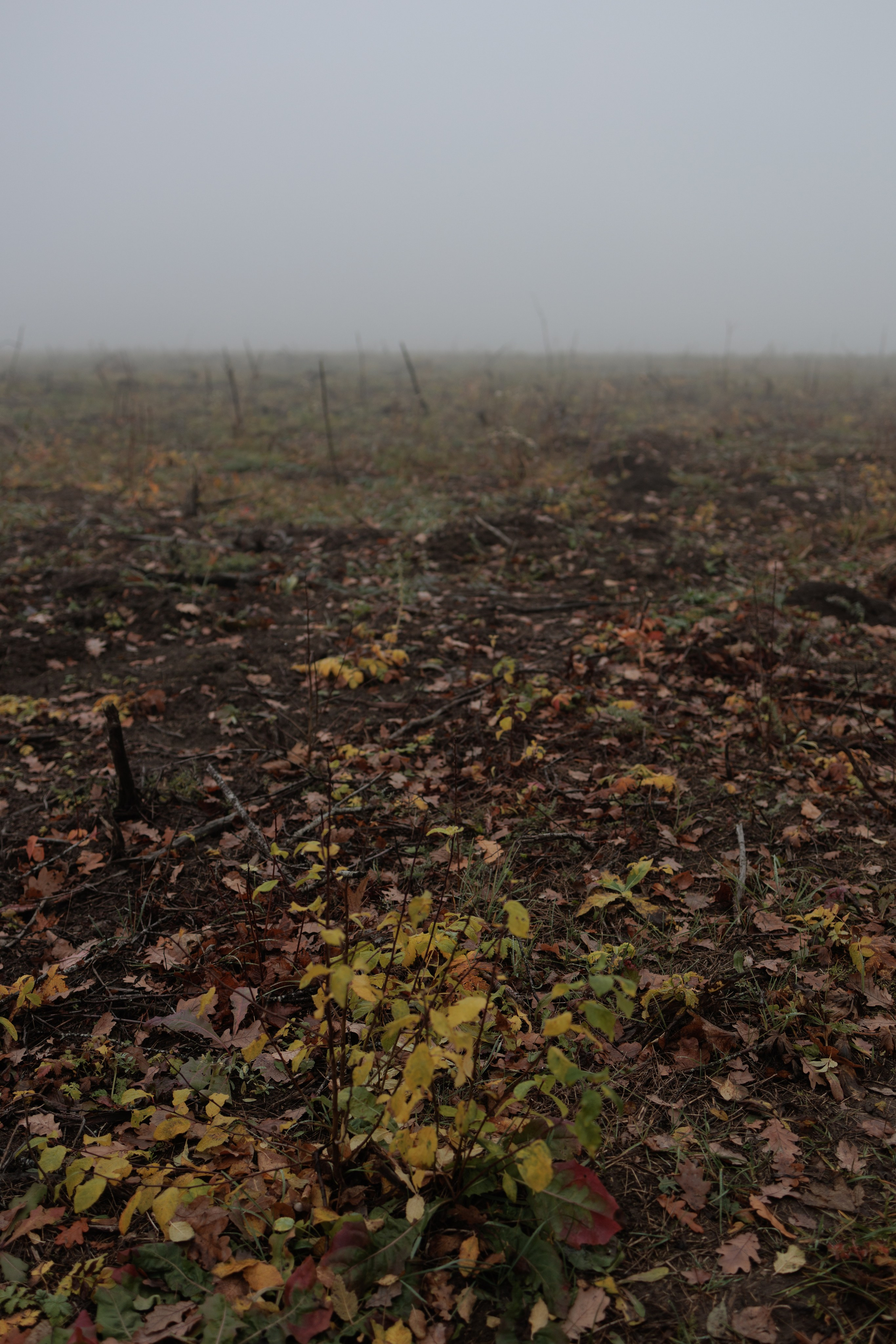 В туманном лесу. Семейный фотограф в Белгороде