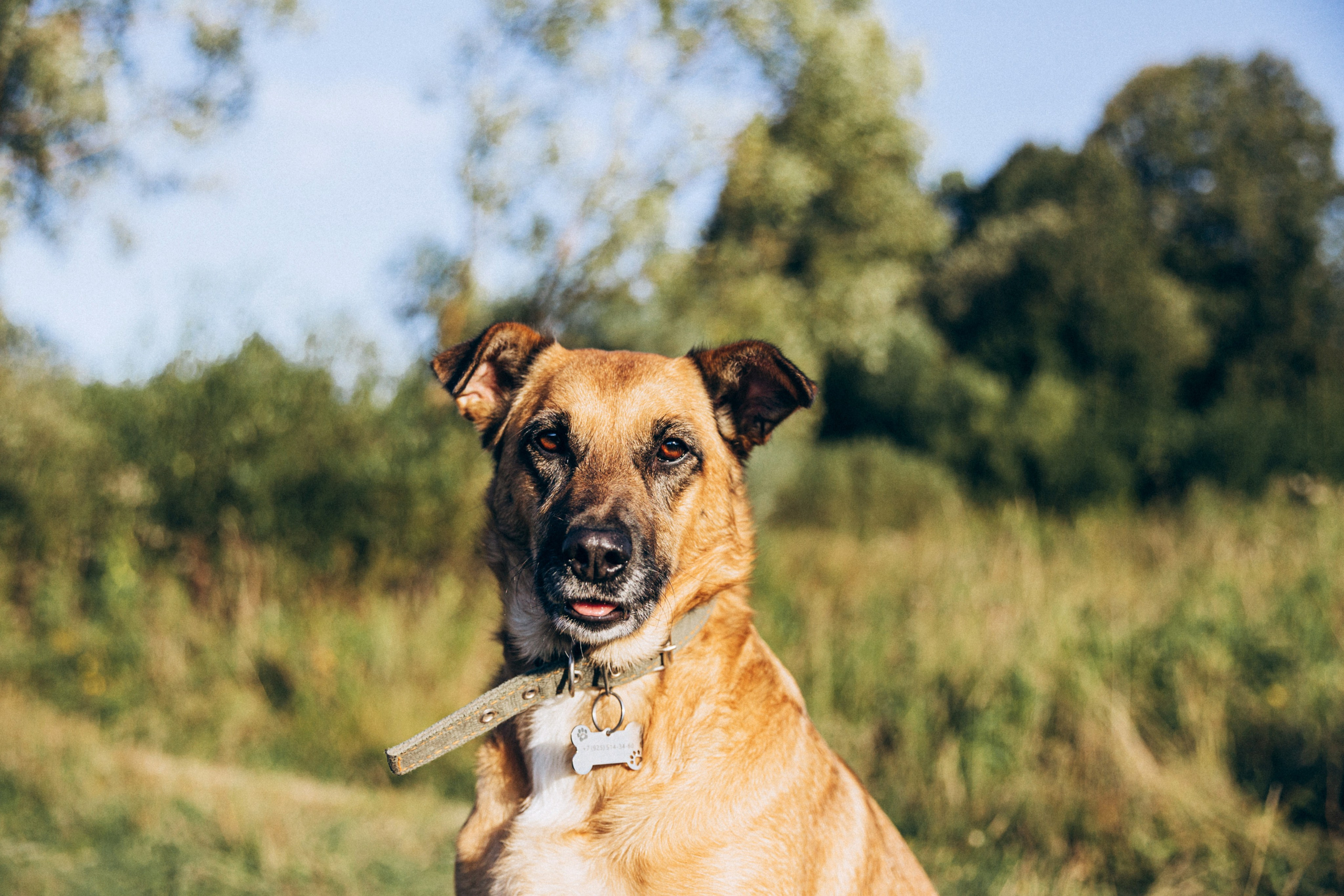 Буля. Фотограф-анималист в Москве Соломонова Варвара
