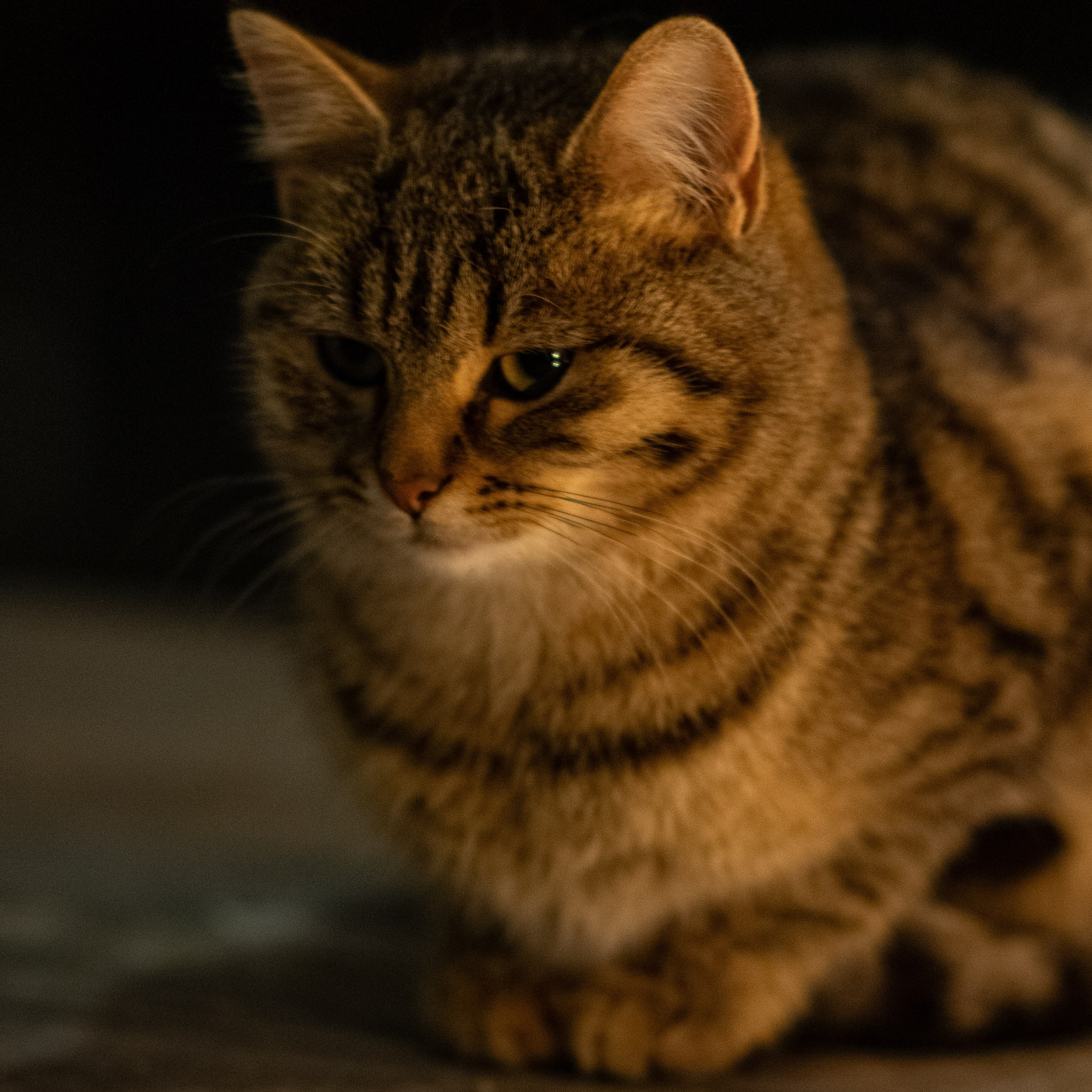 Примеры фотографий SMC Pentax 67 105mm f2.4 через переходник на Sony A7