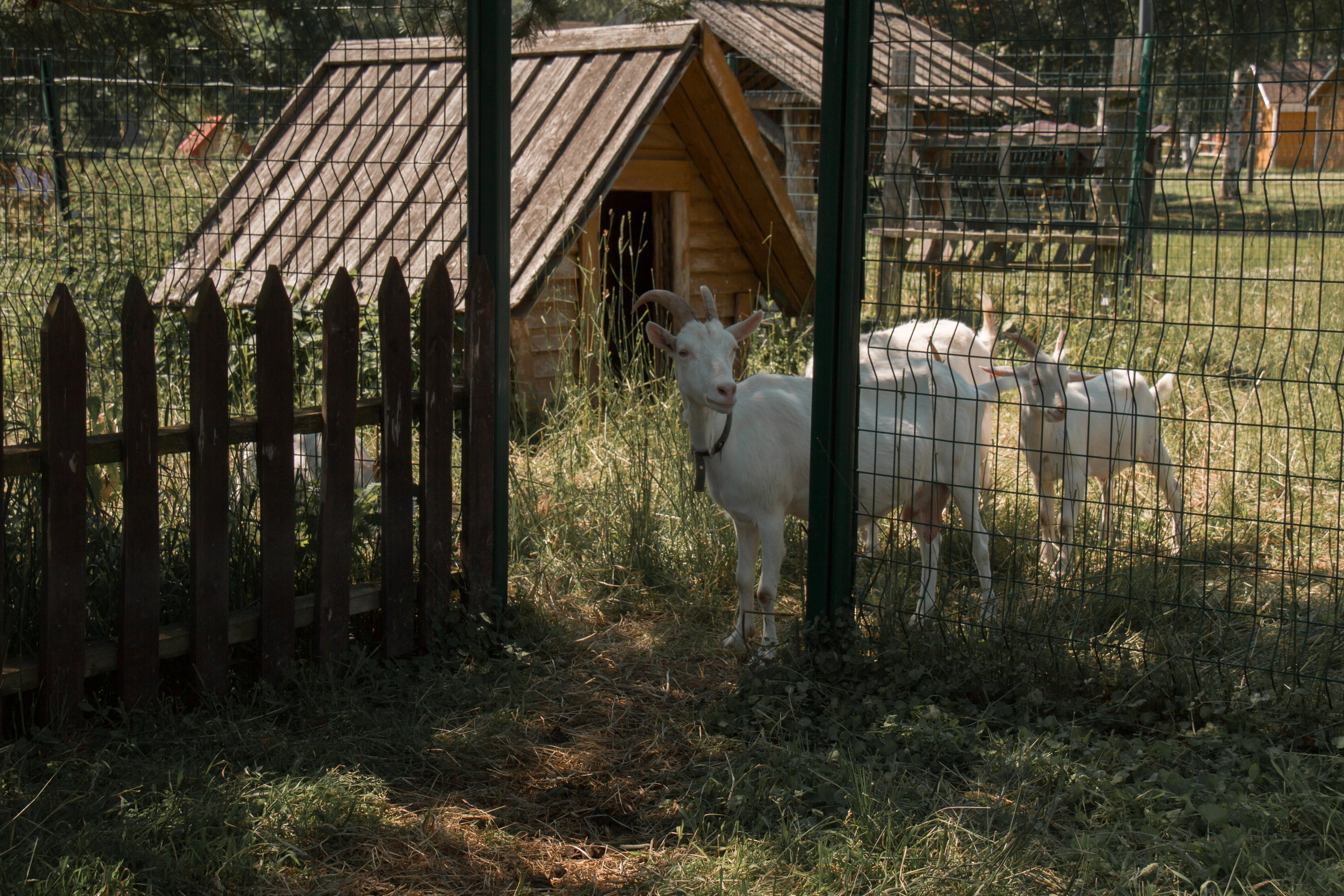 Семейная съёмка в Петергофе. Свадебный, семейный и контент фотограф в Санкт- Петербурге Елена Грие