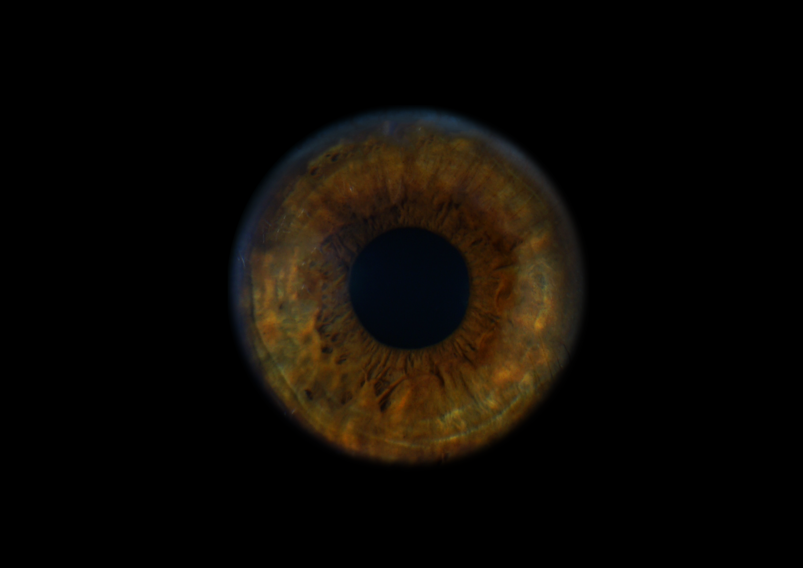 Екатерина 11022000. ShowLab