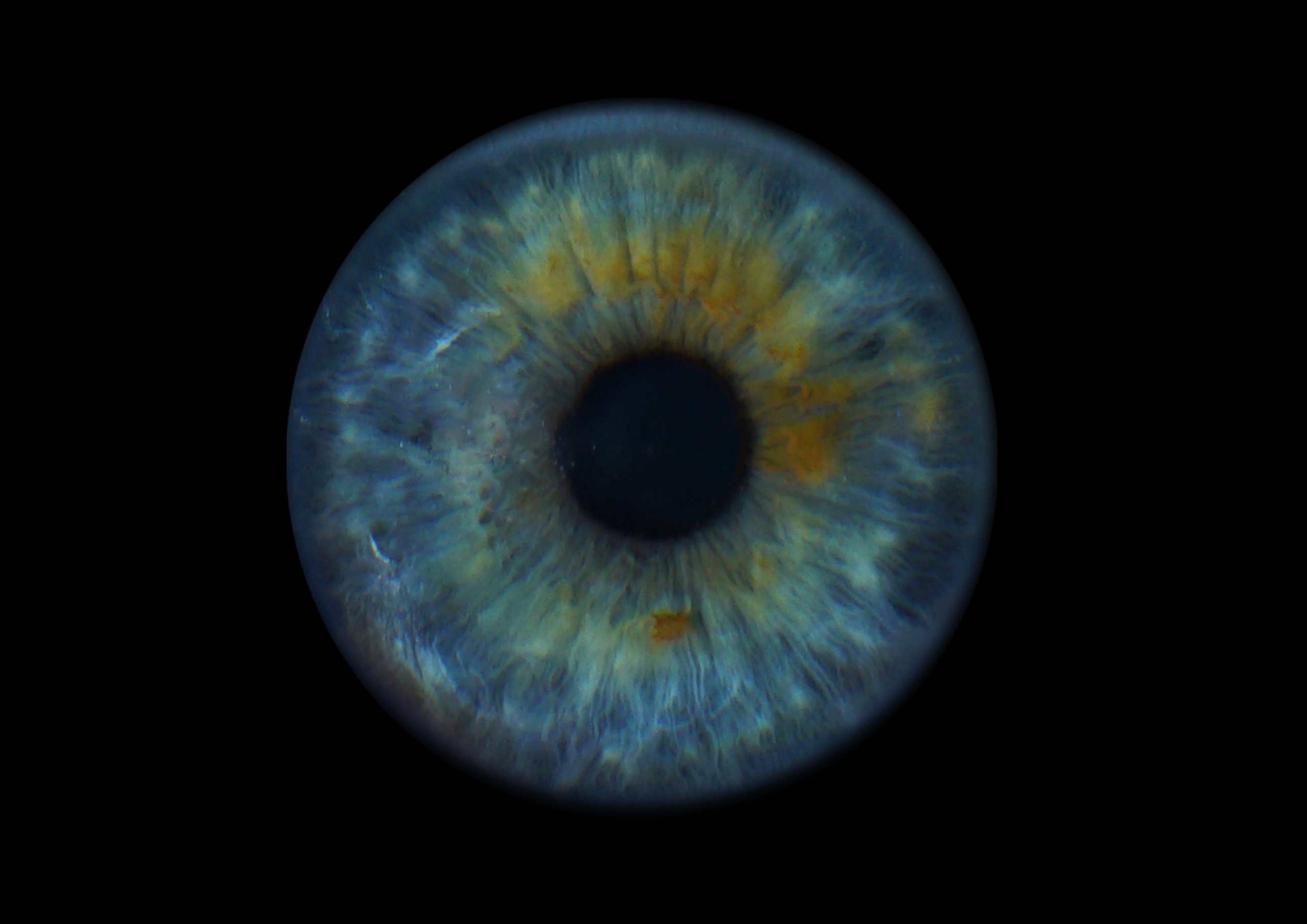 Анжела 11021930. ShowLab