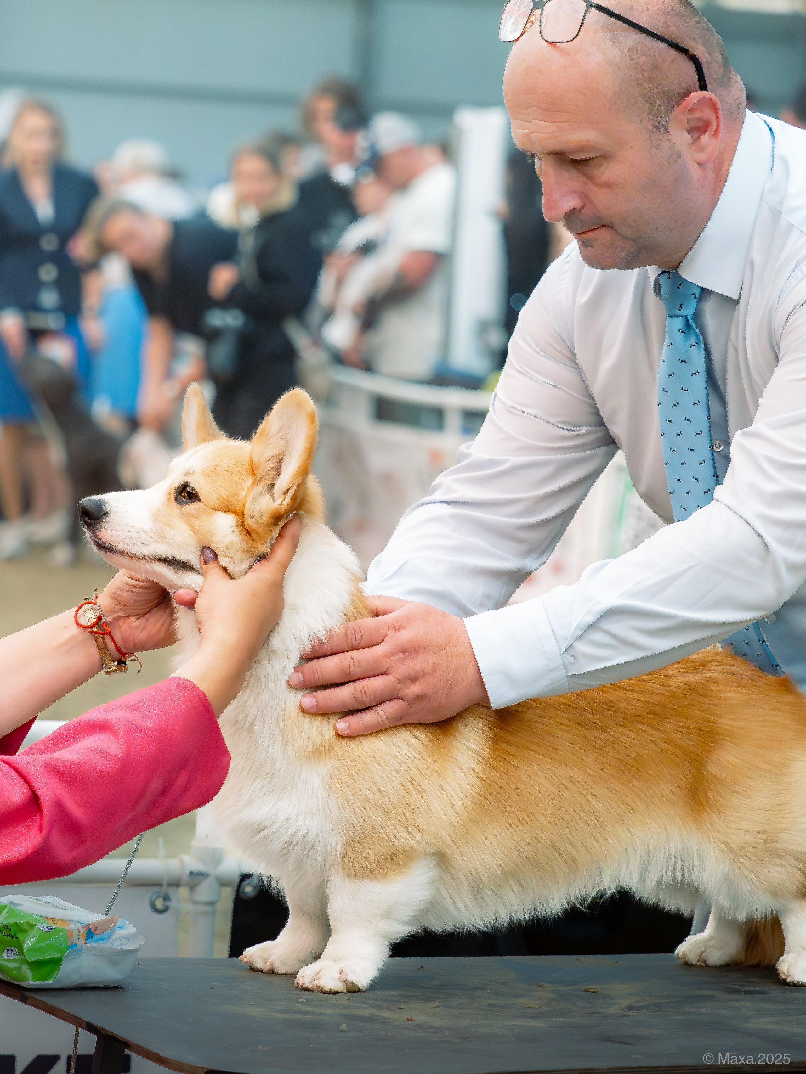 Репортажная съемка выставок. Фотограф анималист Тюгаева Мария
