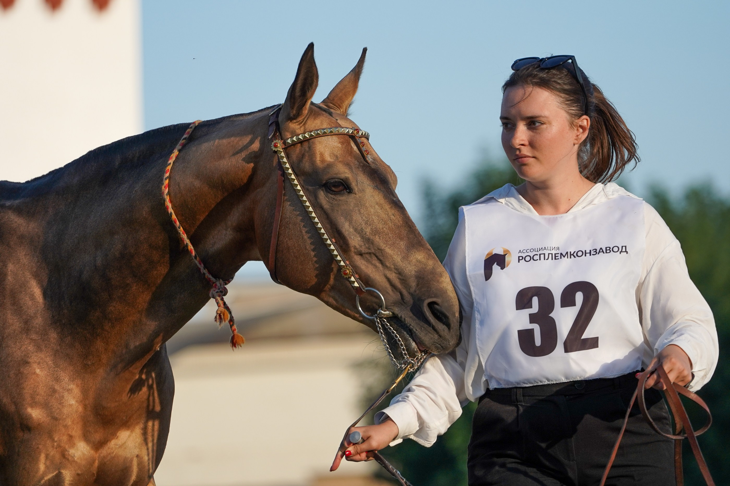 Чемпионат лошадей чистокровной ахалтекинской породы «КУБОК РОССИИ — 2024». Фотограф-анималист, портретный фотограф в Чебоксарах Мария Садыкова