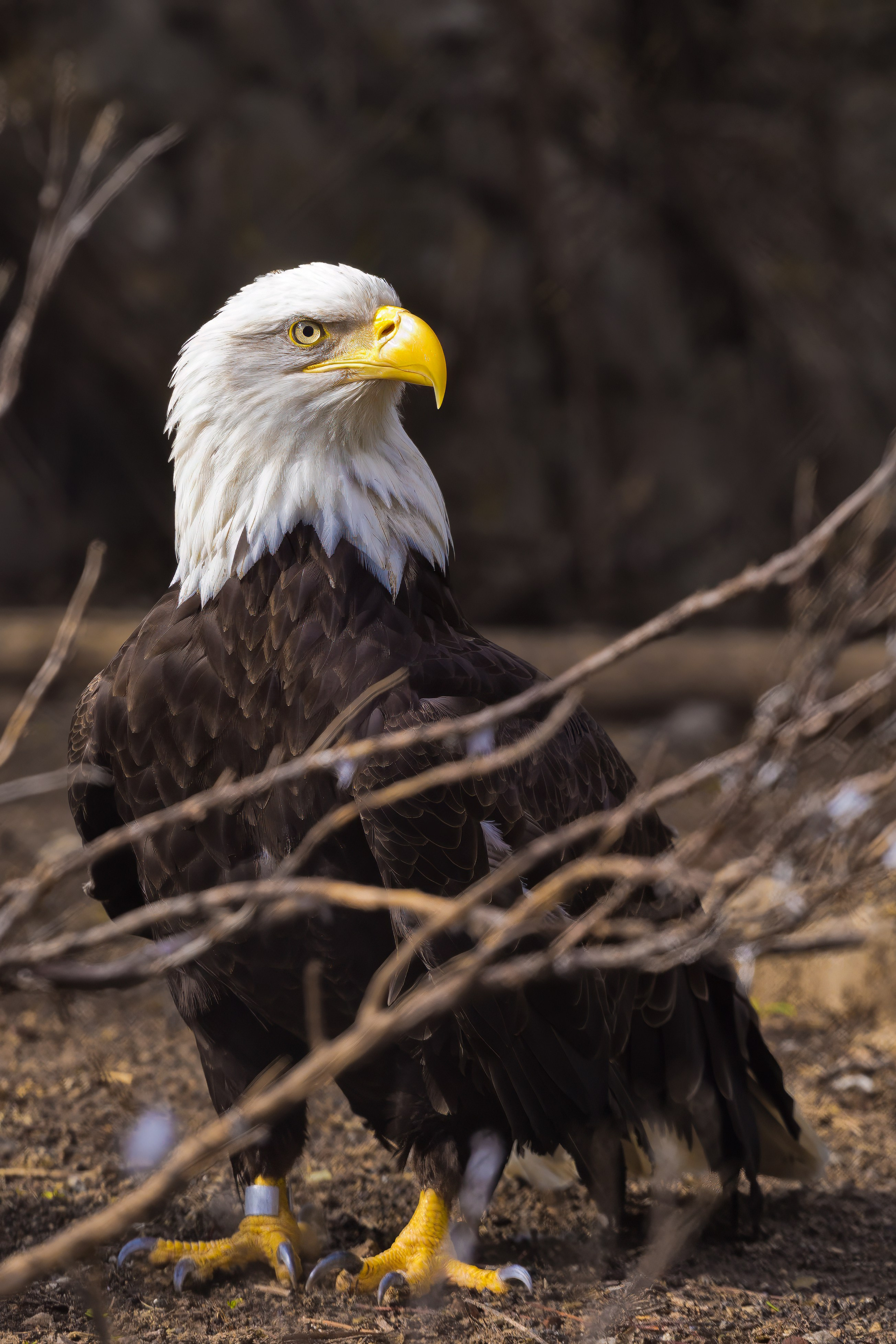 Зоопарк. Photomantis