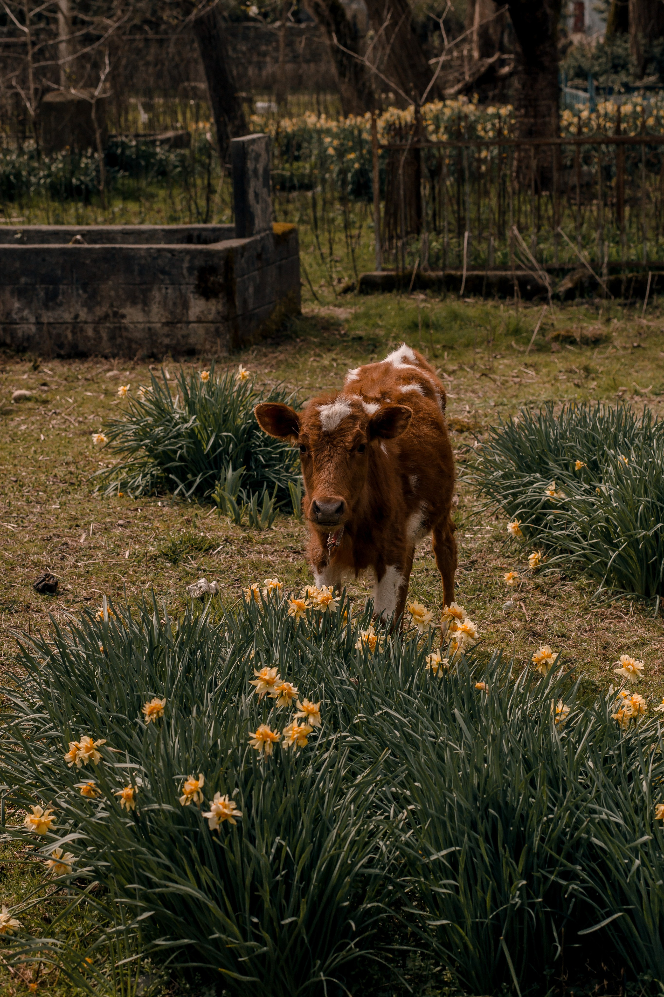 Georgia, Gonio. Art Photographer