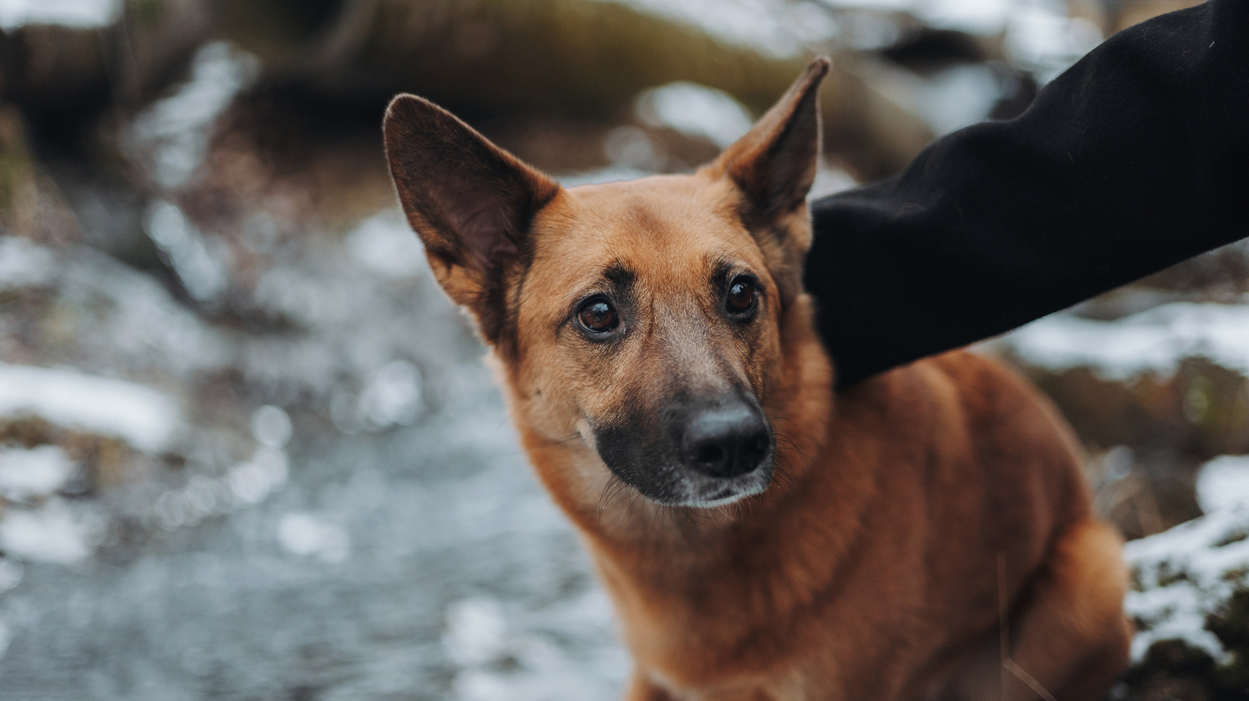 Юля, Лара и Йоми. Фотограф-анималист Богданова Полина