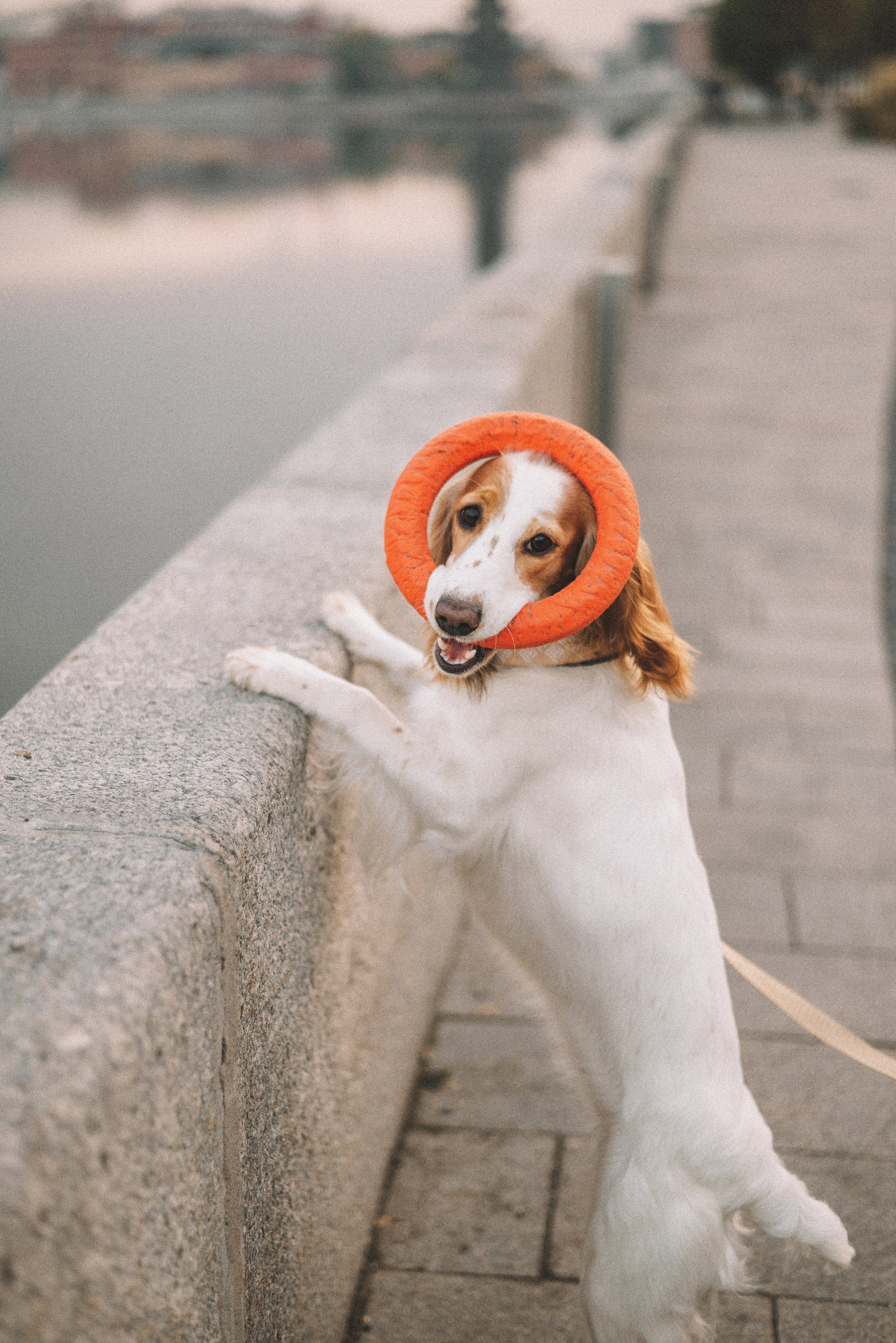 Маша и Вега. Фотограф-анималист Богданова Полина