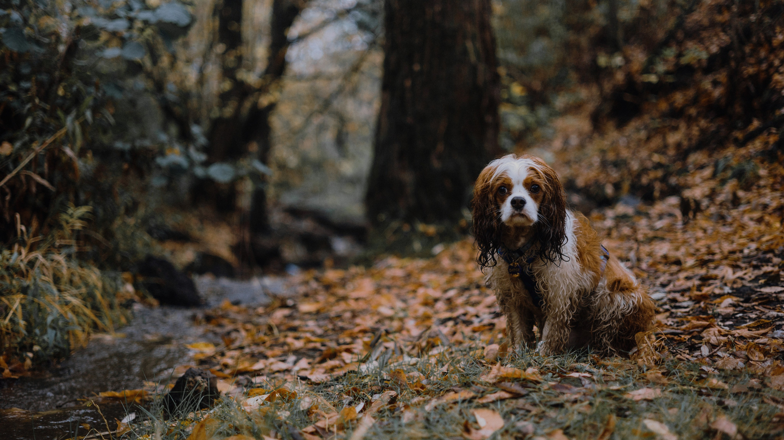 Маша и Дарси. Фотограф-анималист Богданова Полина