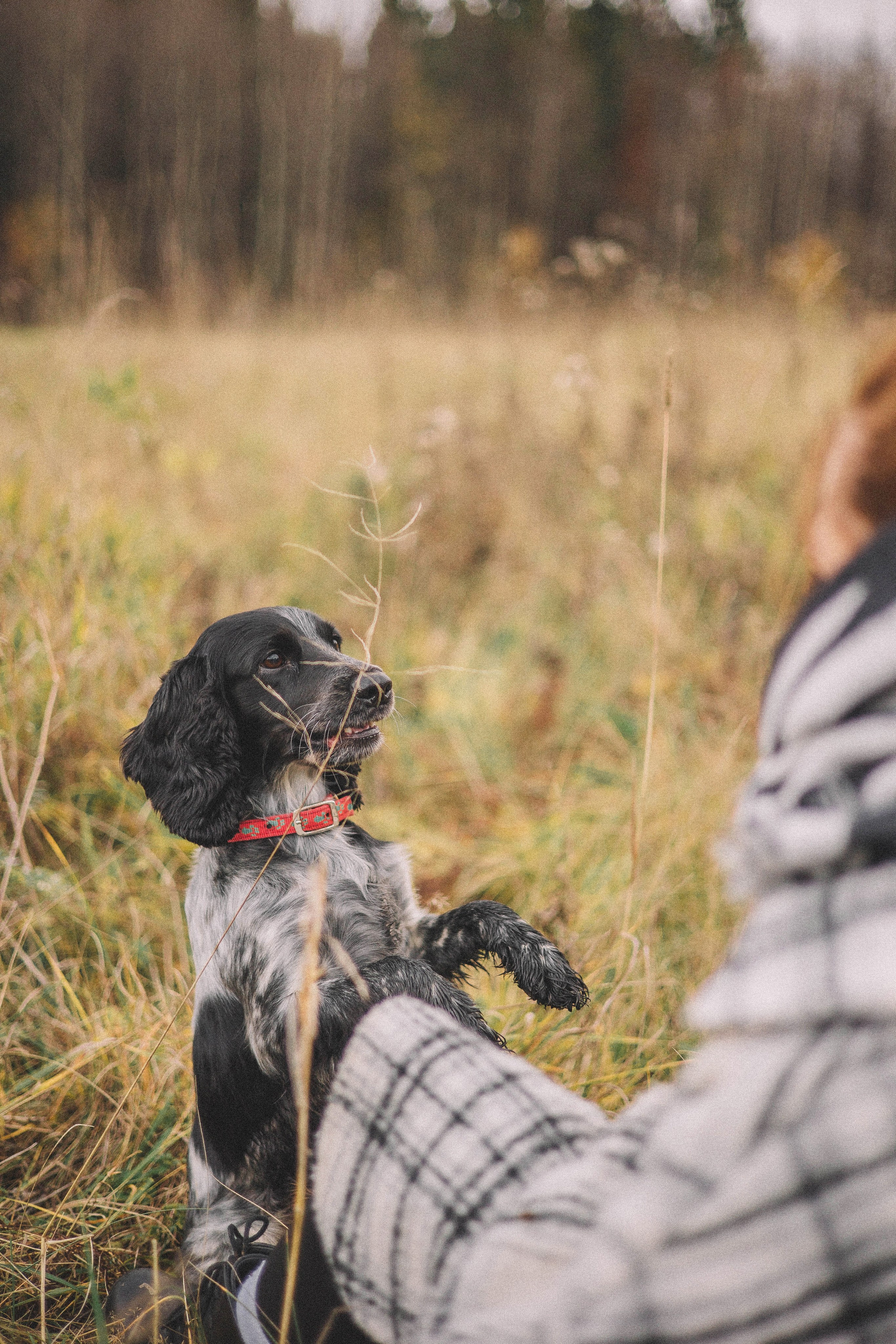 Вика и Ава. Фотограф-анималист Богданова Полина