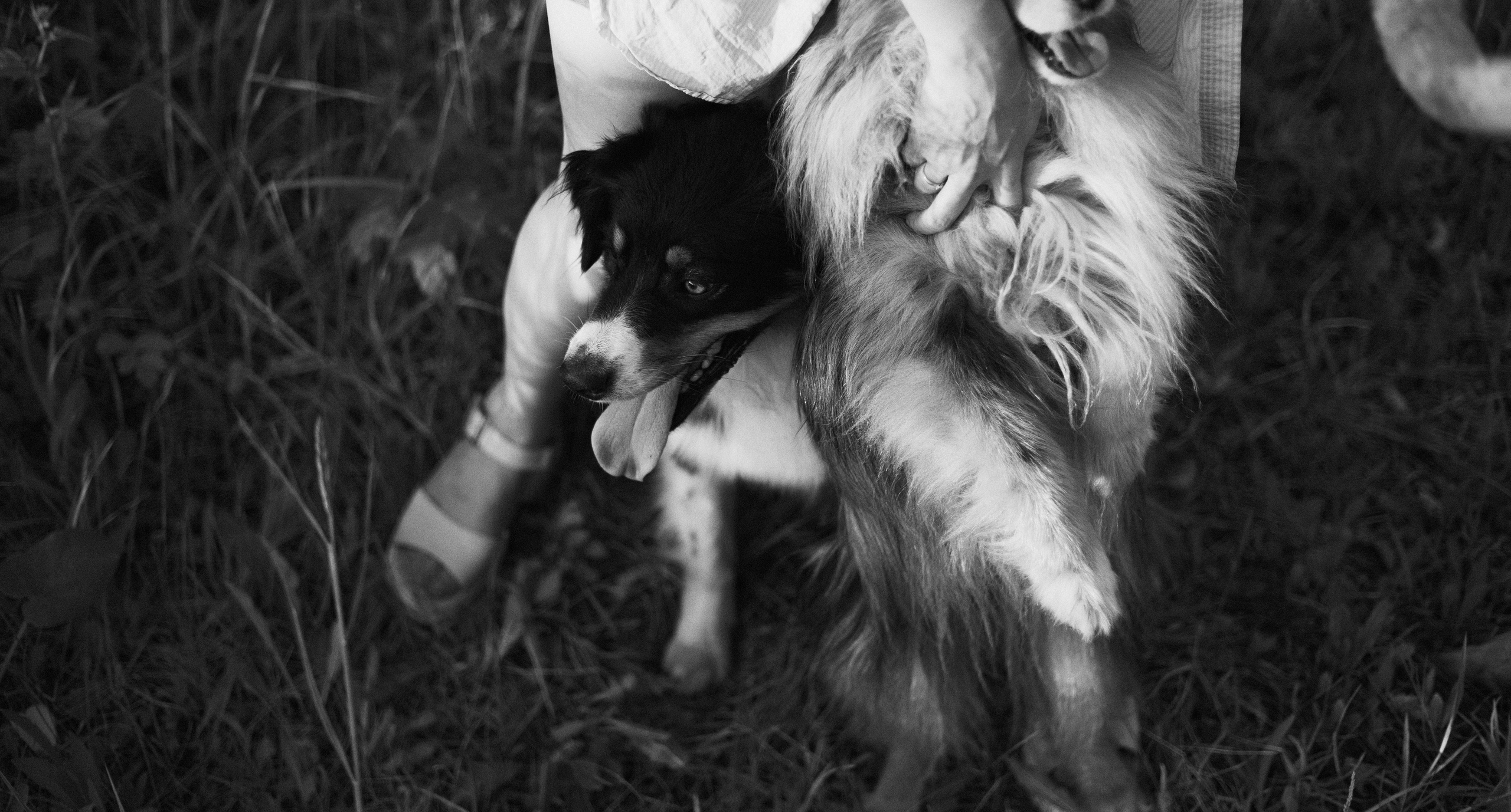 Настя, Шуня, Милка и Тигуан. Фотограф-анималист Богданова Полина