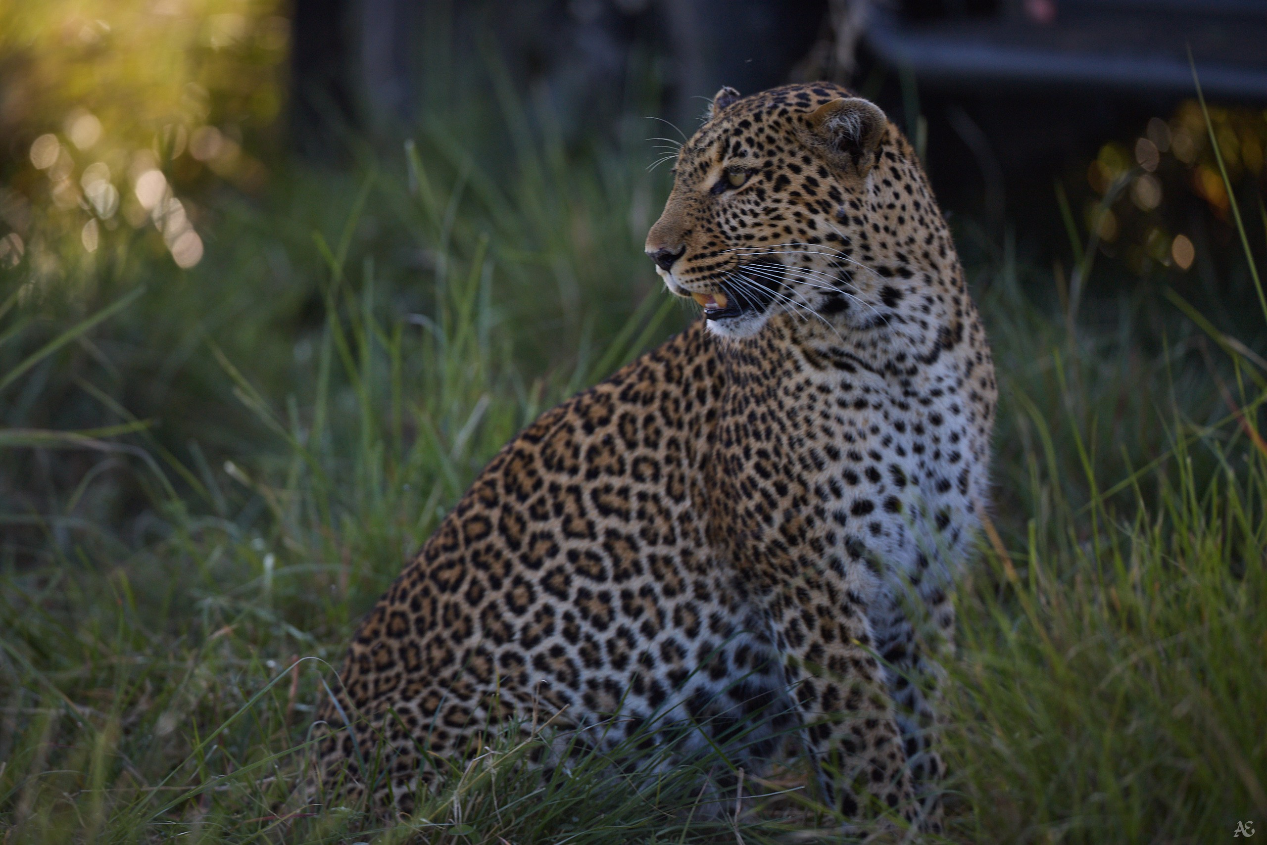 Вот как должны сидеть леопардовые лосины!