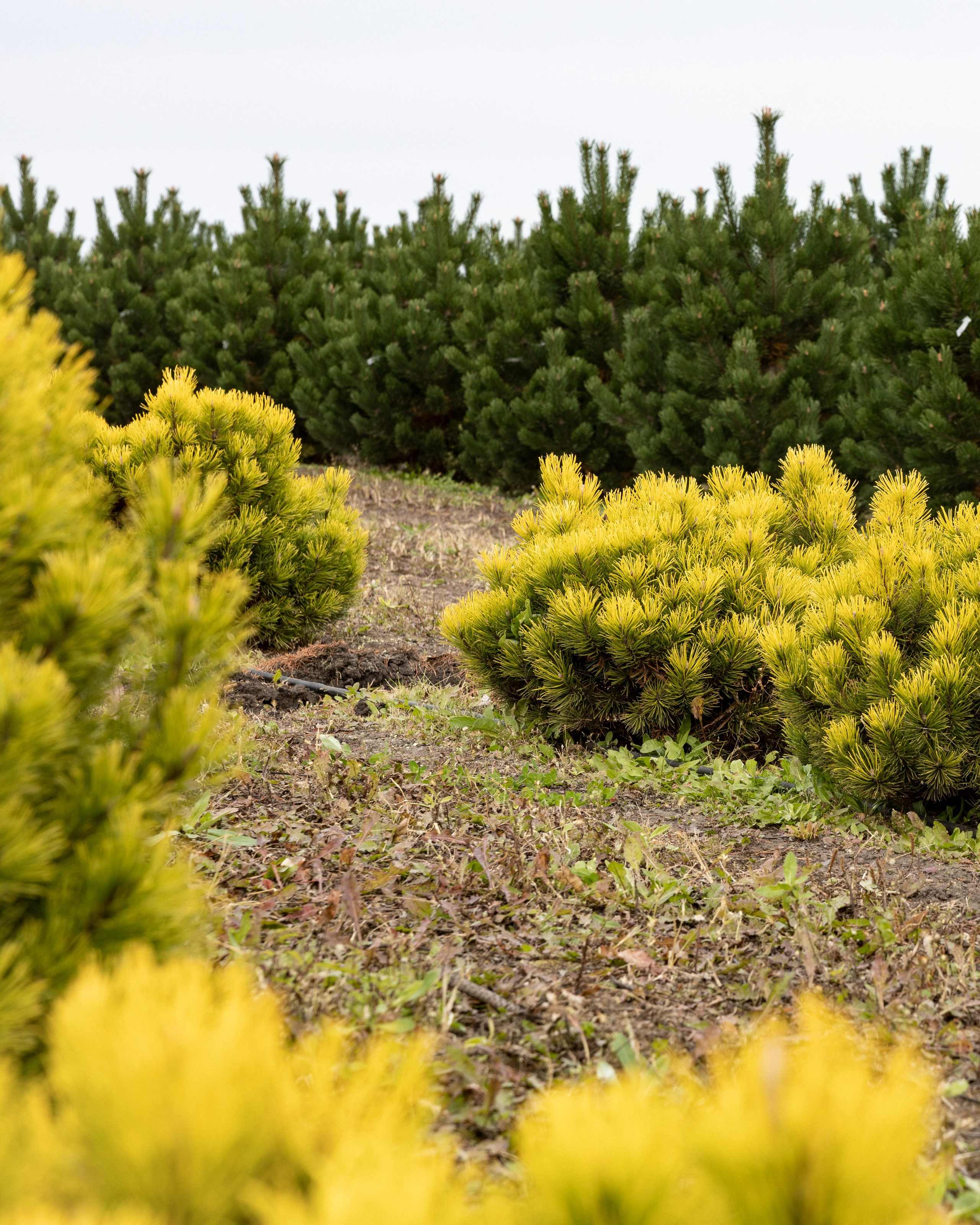 Предметная, интерьерная съемка. Фотограф в Ельце Сапрыкина Екатерина