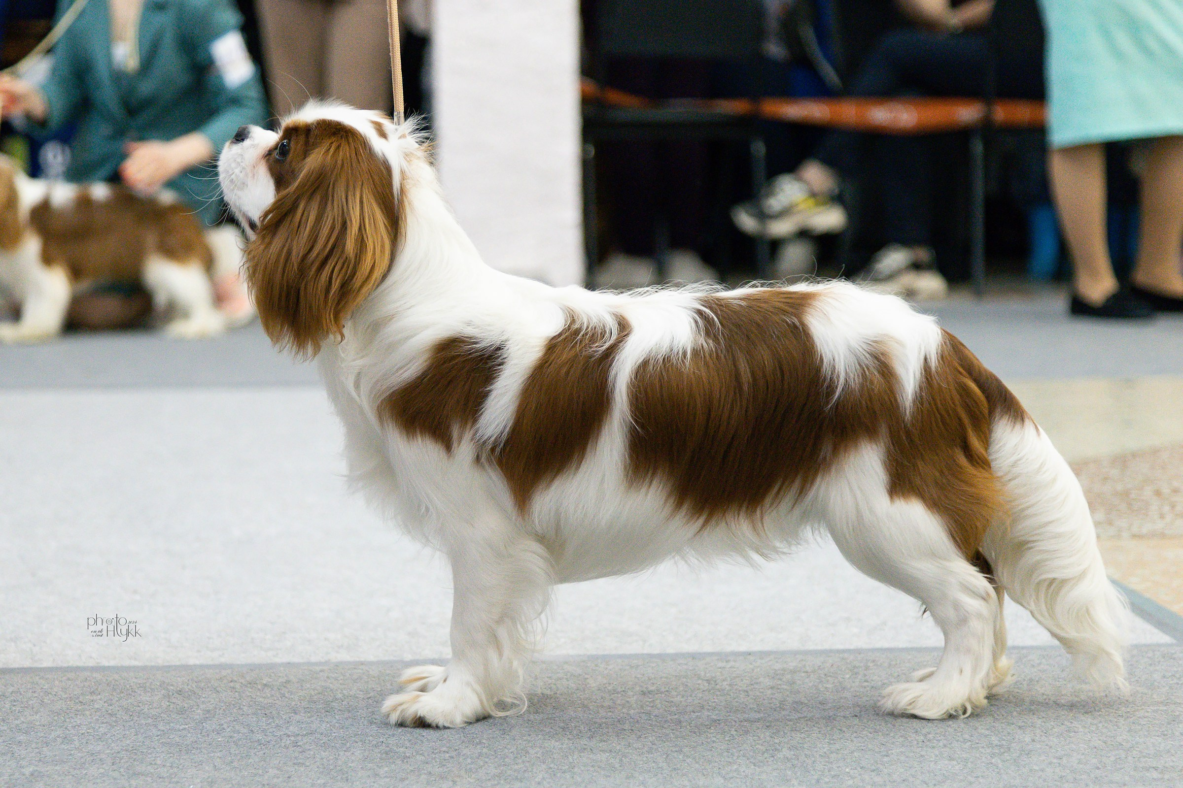 31 марта 2024, Выставка РКФ, г. Пермь. Htykk_photo