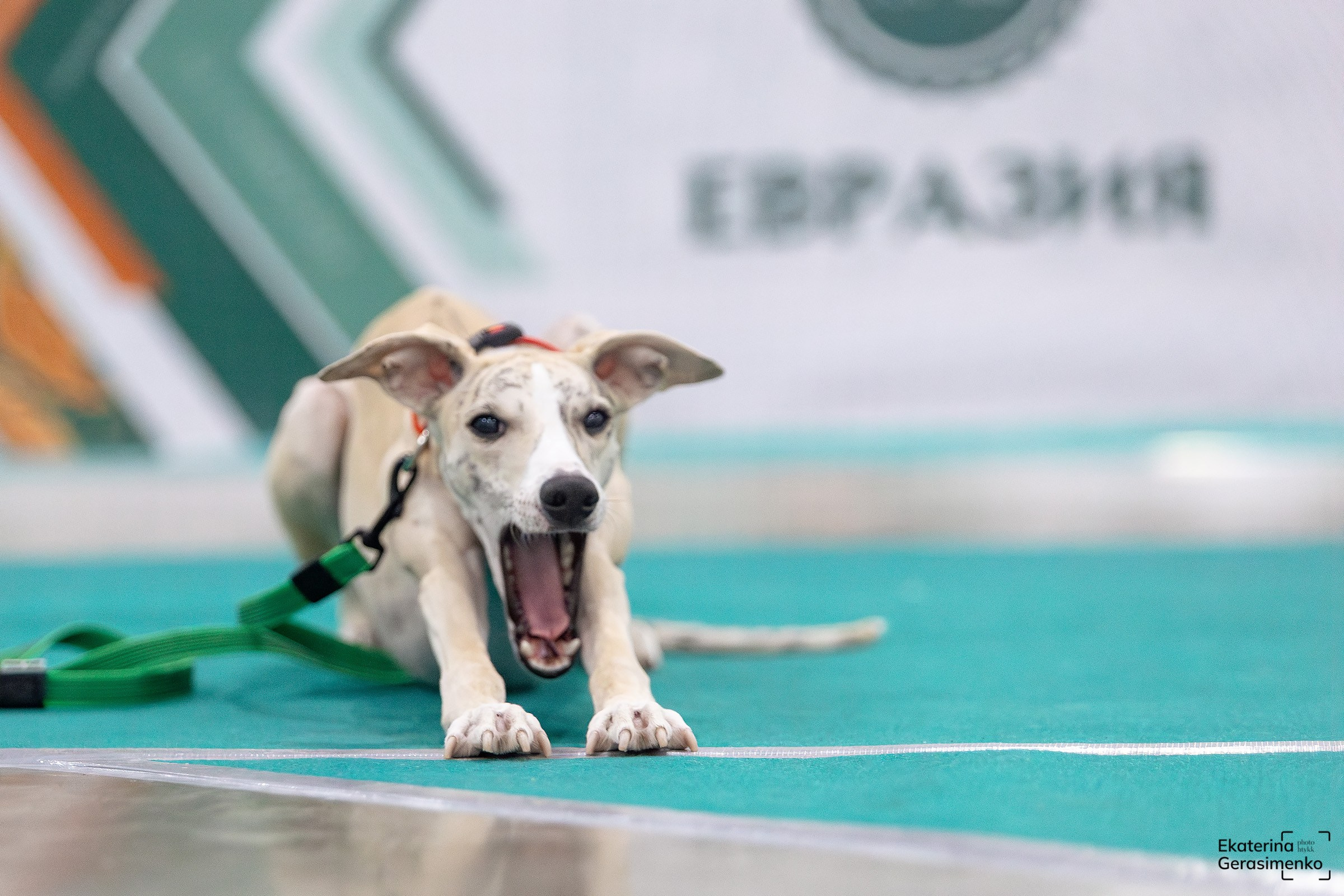 16–17 ноября 2024, Выставка ЕВРАЗИЯ, г. Москва. Htykk_photo