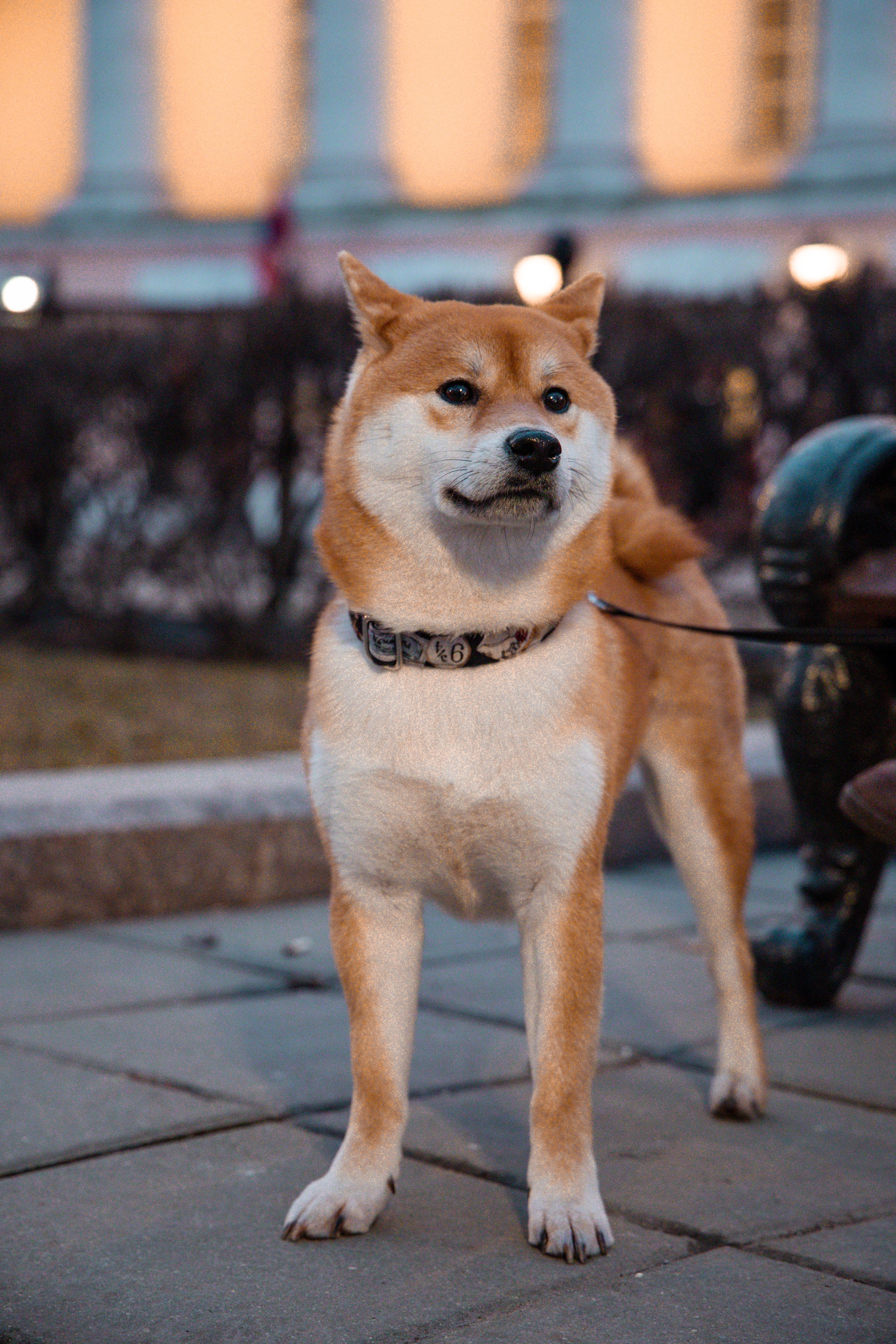 Сиба-ину. Фотограф для маркетплейсов, фотоуслуги в Жуковском Татьяна Марсуверских
