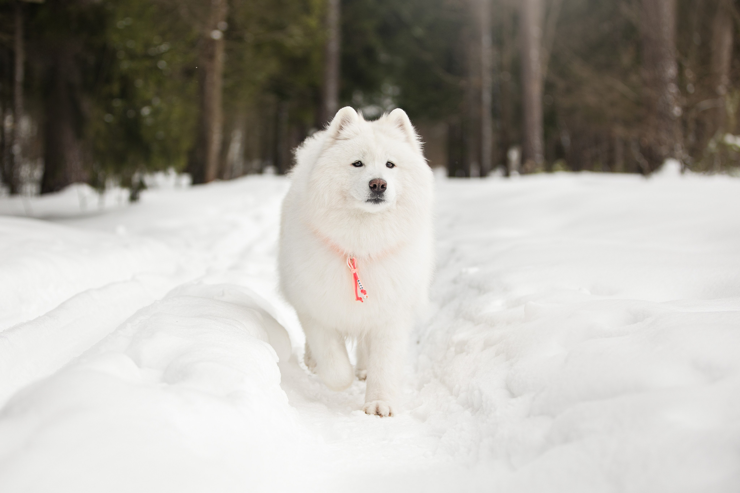 Валя, Варя и Лада. Фотограф анималист в Москве Майорова Евгения
