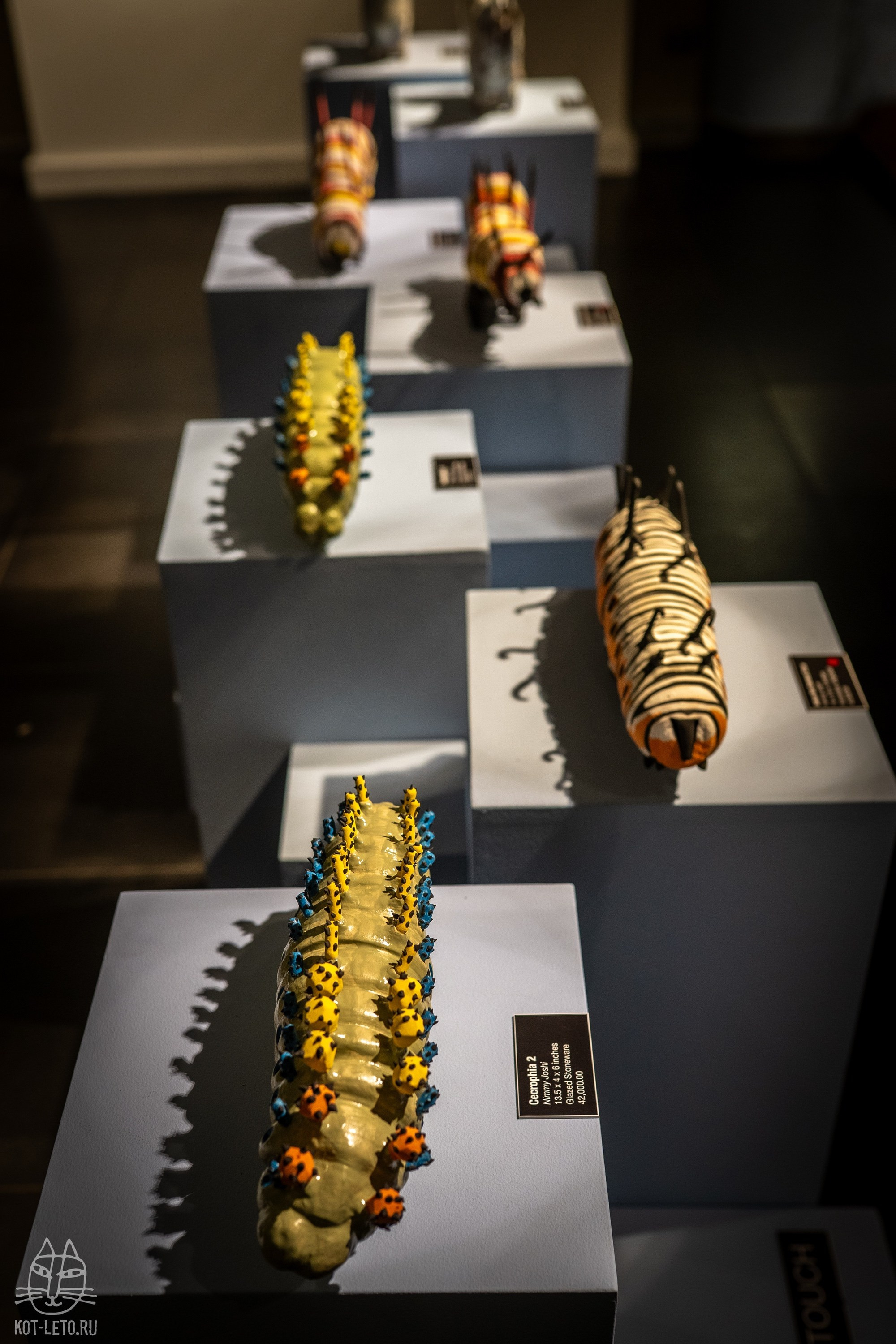 Exhibition BIOPHILIA (Goa). Твой фотограф — Полосатый кот