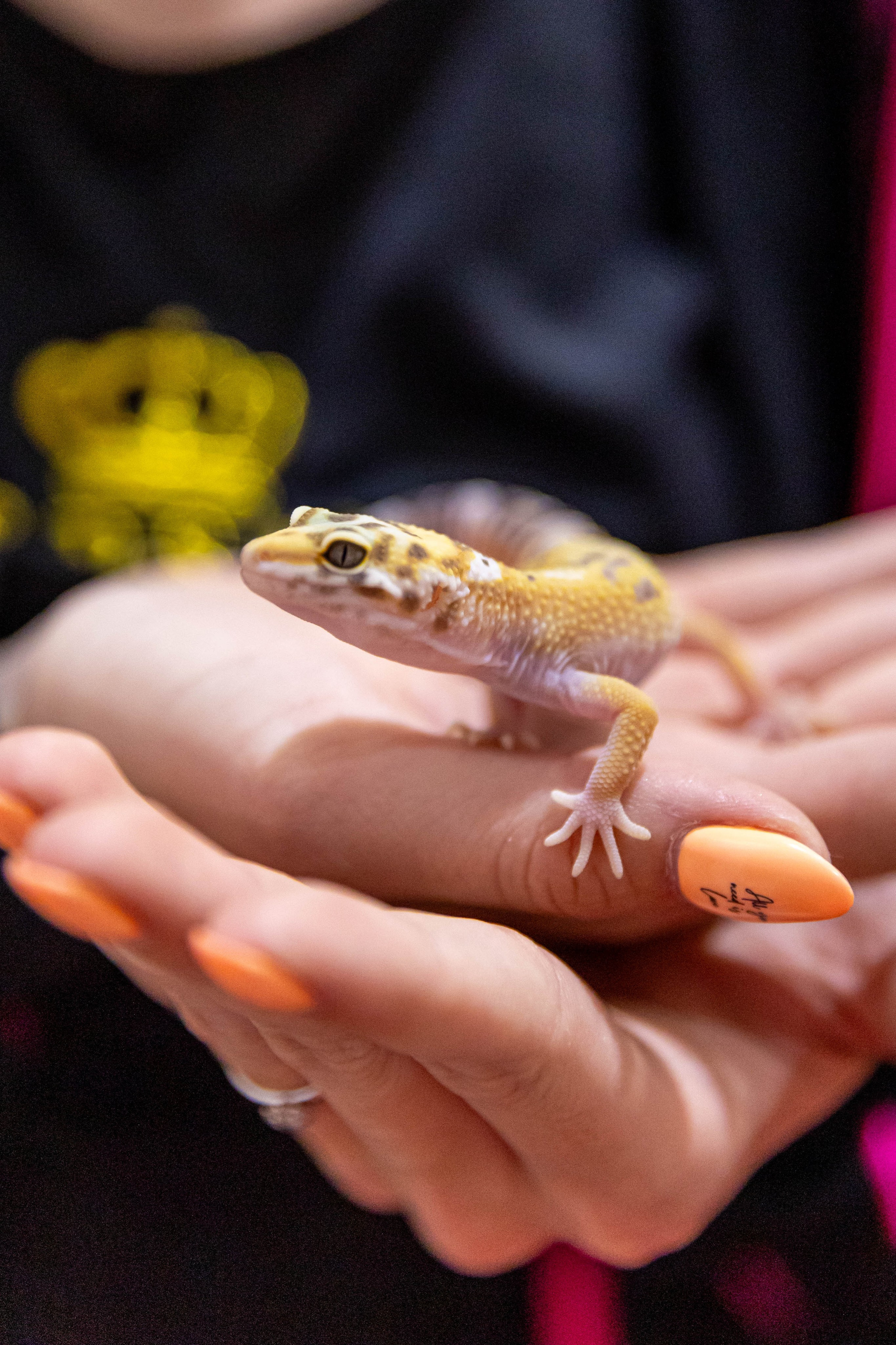 Интенсив Елизаветы Широковой. Фото и видео съемка Ваших мероприятий