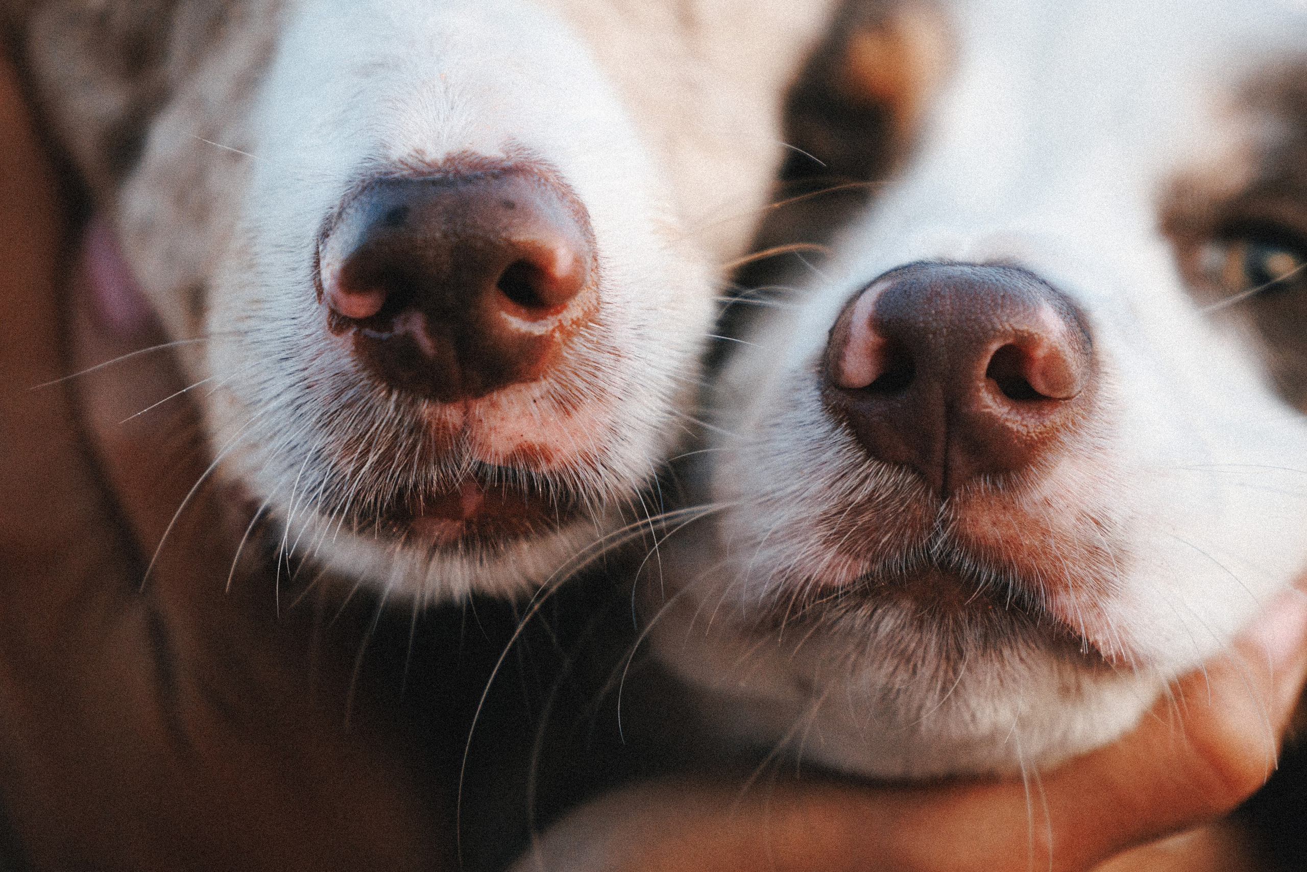 Рита, Маша и много собак. Фотограф анималист Осипчикова Мария
