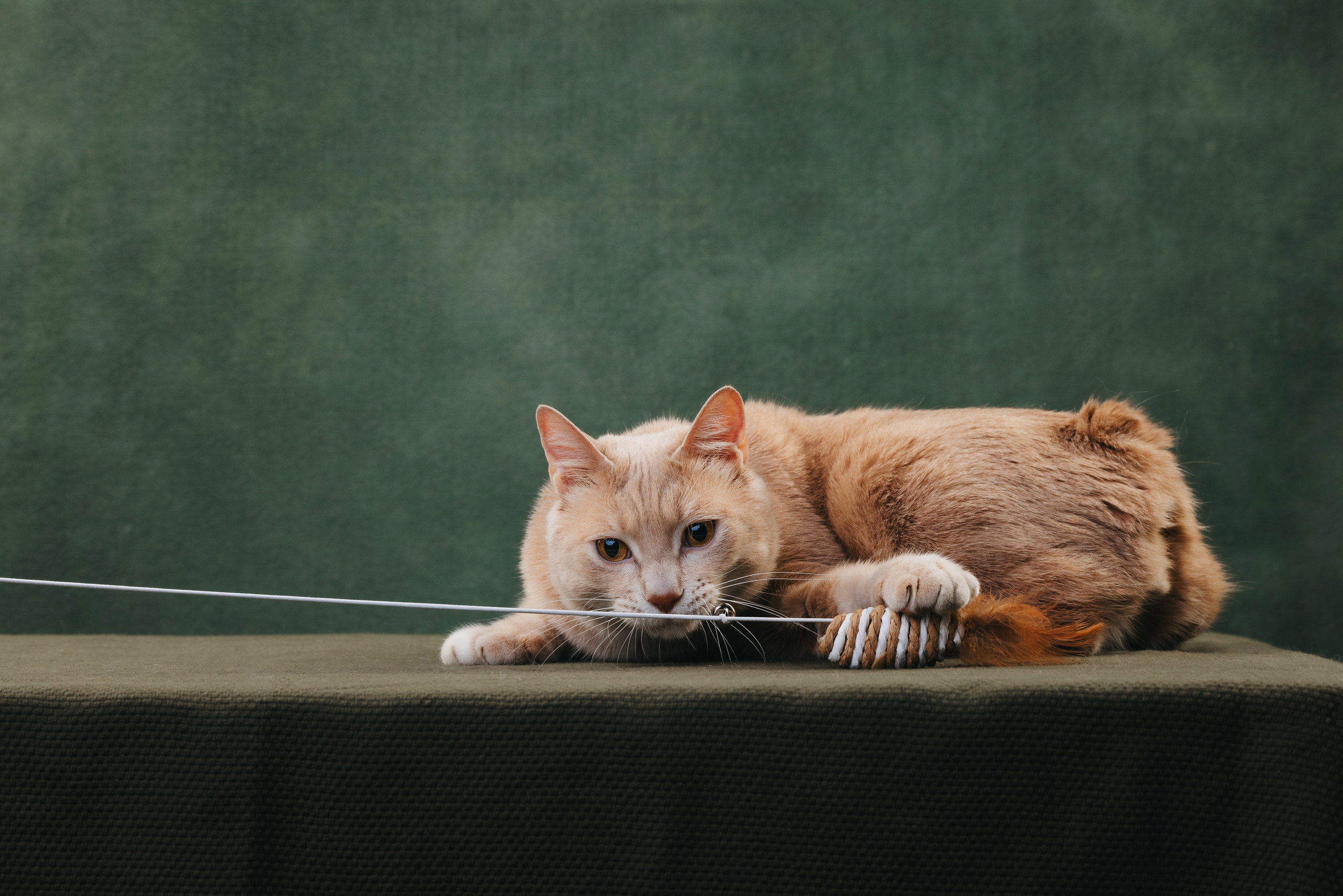 Коты Сет и Квентин. Фотограф анималист Осипчикова Мария