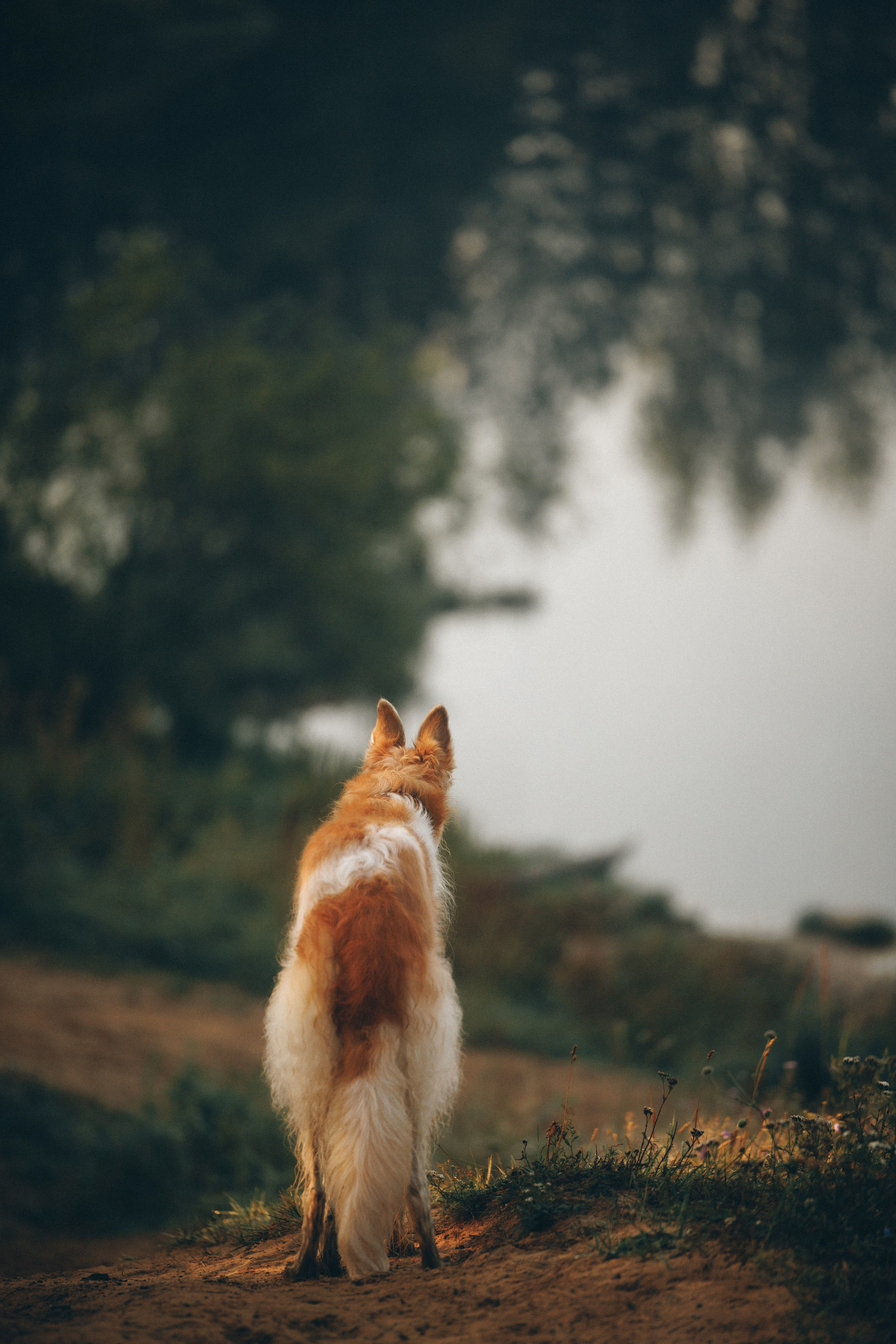 Сергей, Оксана и Жара. Фотограф анималист Осипчикова Мария