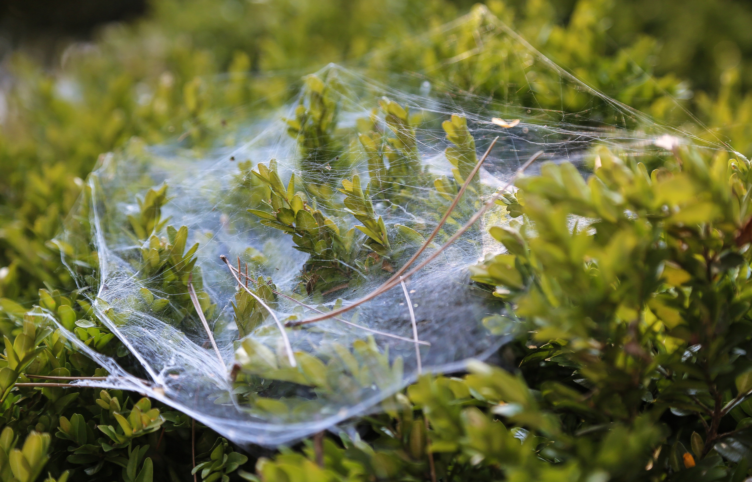 Австрия: Баден. Дарья Письменюк / Darya Leitstern — фотограф, музыкант, журналист, путешественник