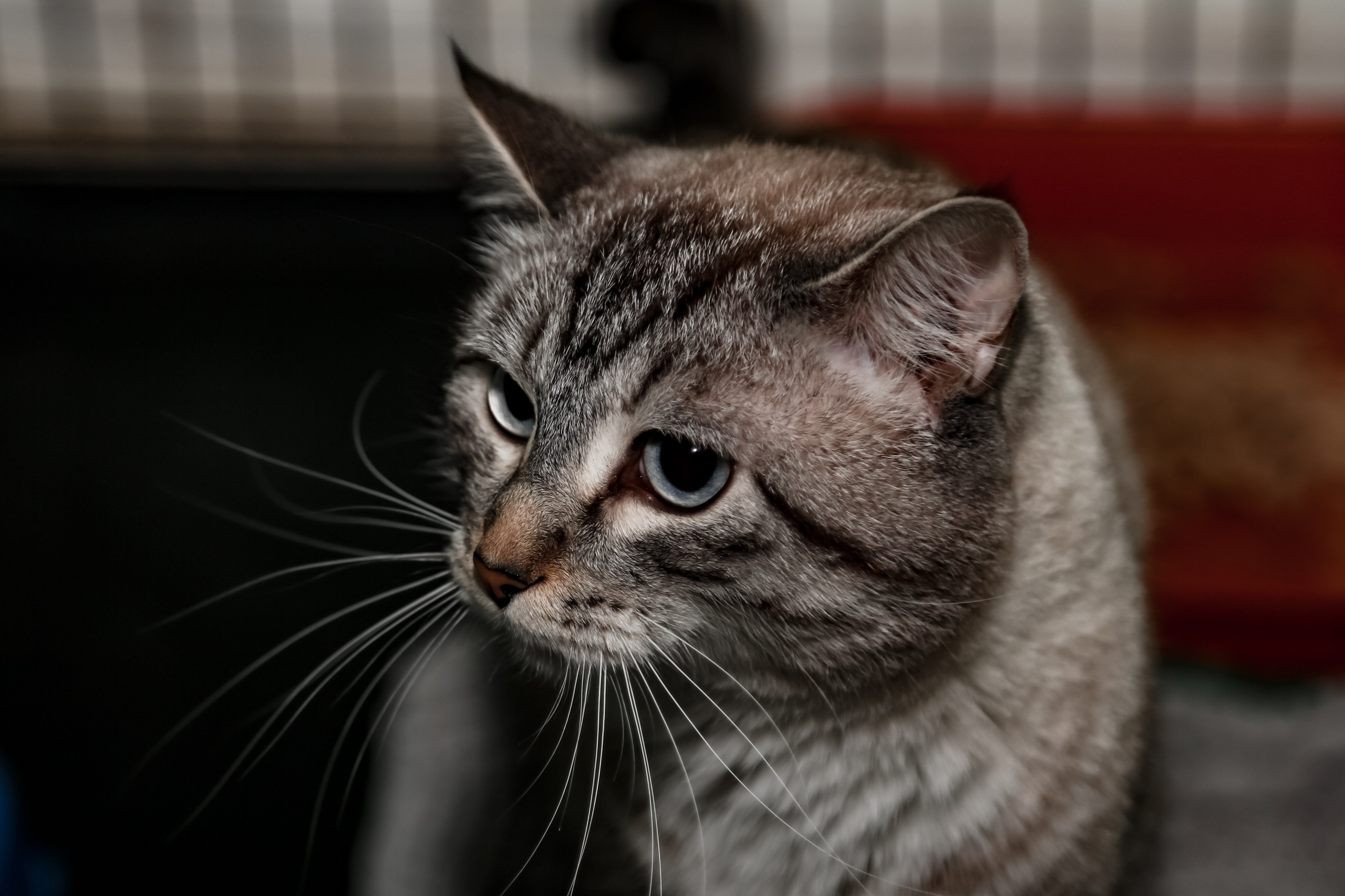 Приют Кошкин Дом Филимоша. Ваш фотограф в Оренбурге Рощупкина Екатерина