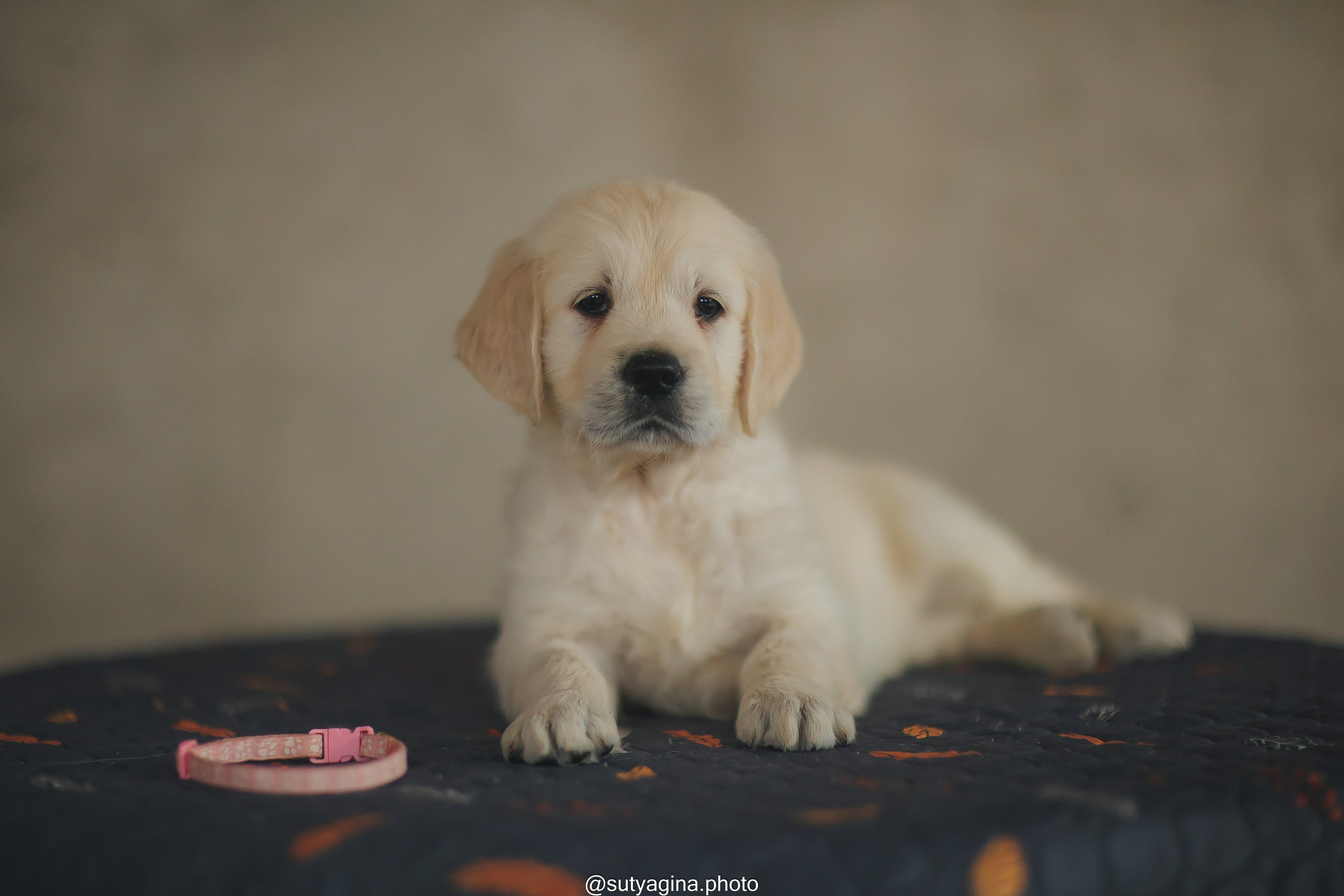 Белая лента. Свадебный и женский фотограф