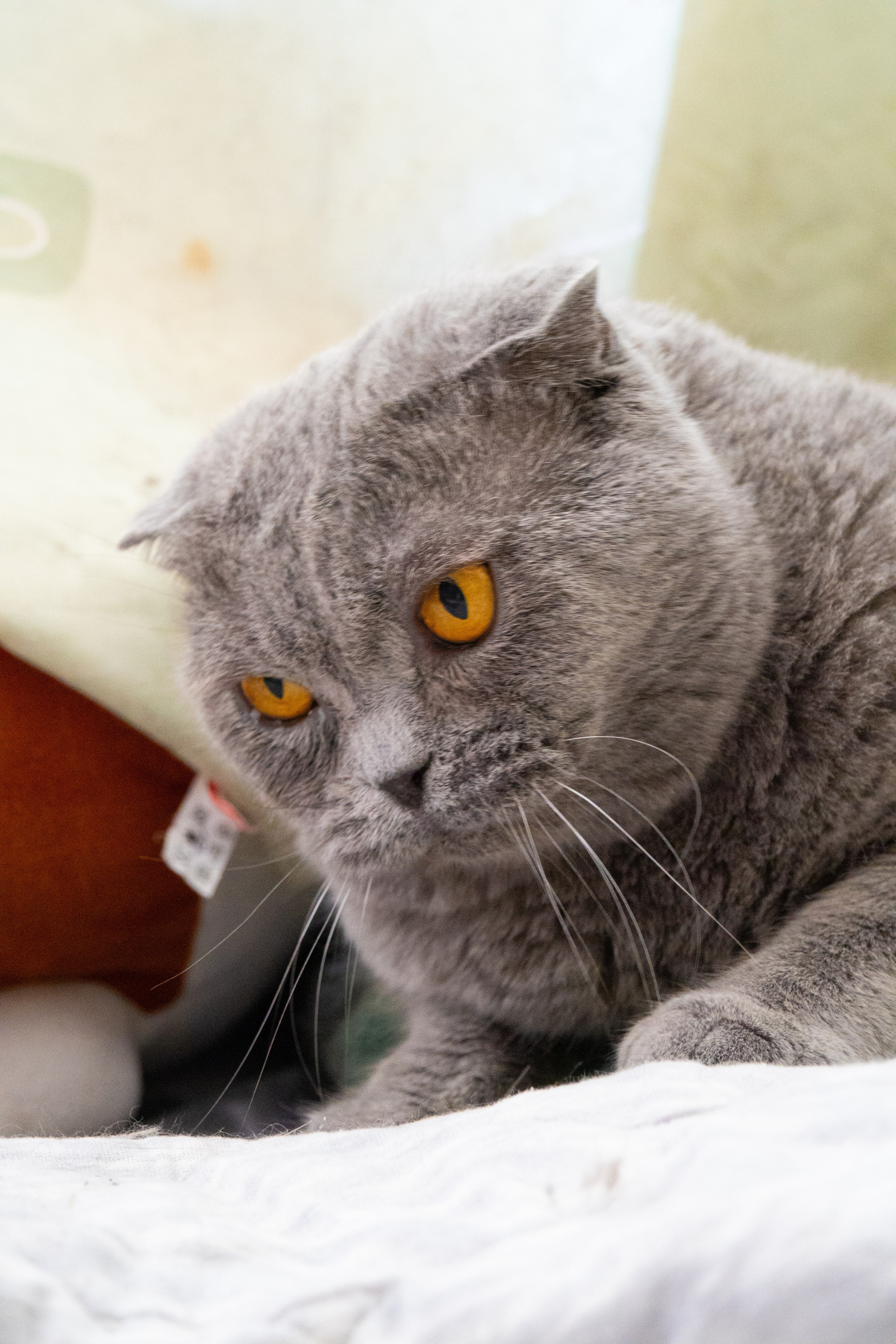 Приют для животных «Пушистые друзья». Видеограф, фотограф в Санкт-Петербурге Элеонора Петрова