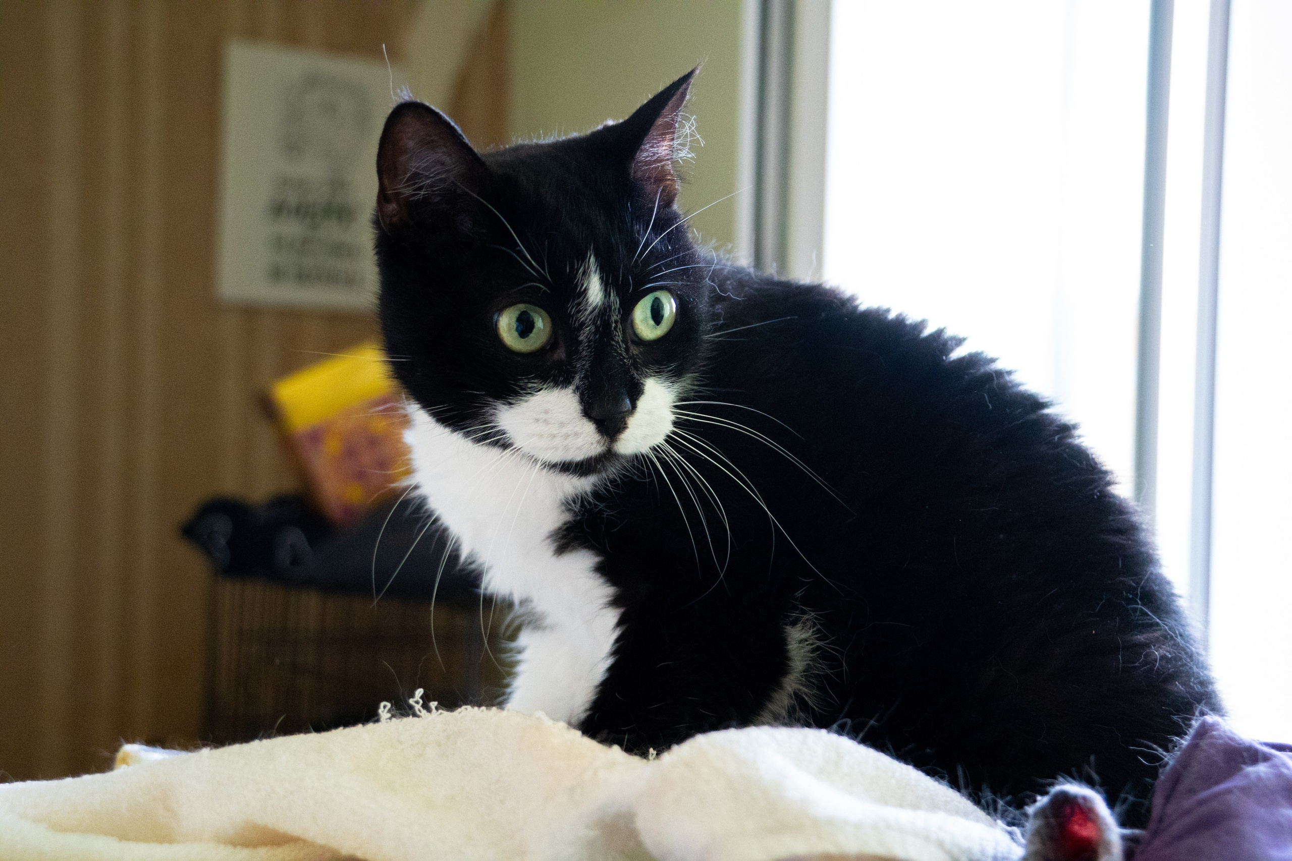 Приют для животных «Пушистые друзья». Видеограф, фотограф в Санкт-Петербурге Элеонора Петрова