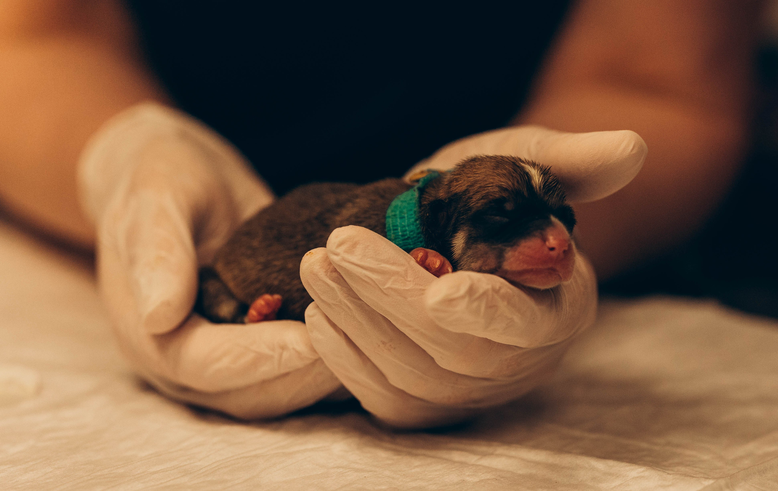 VetLife. Татьяна Афонина | Фотограф