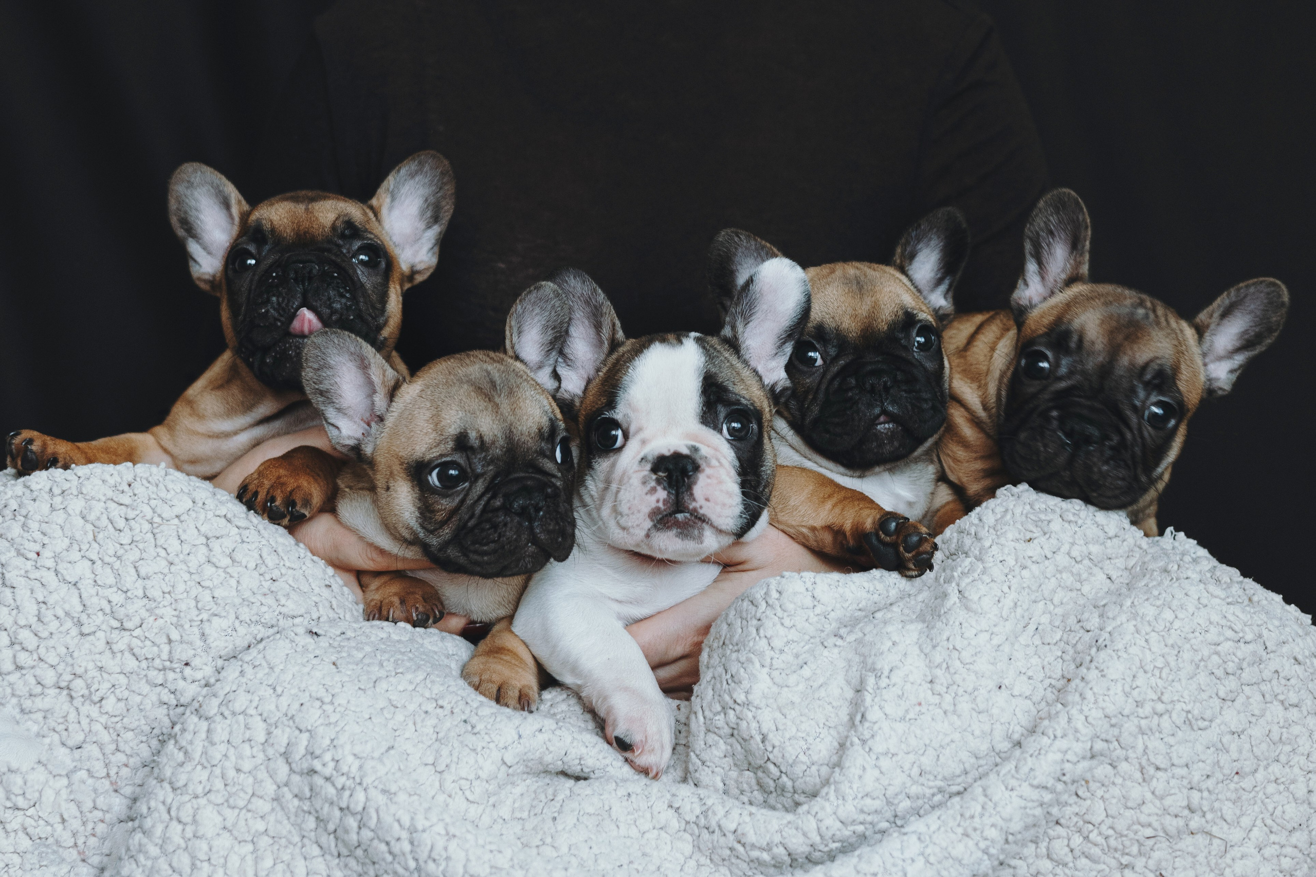 Щеночки. Фотограф — анималист Владивосток, Алина