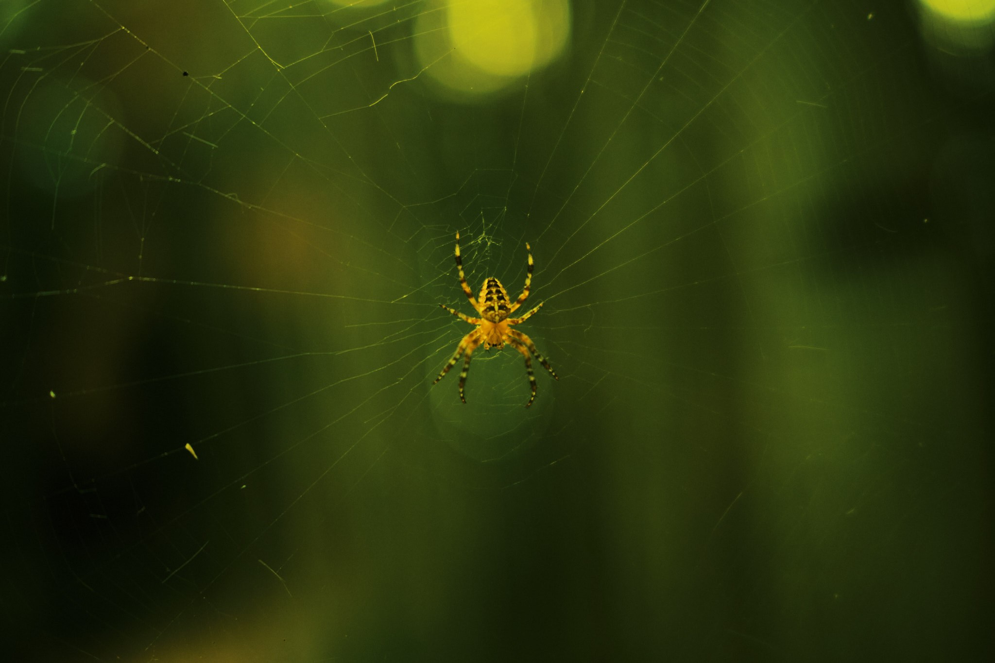 Фотограф Владимир Кононенко