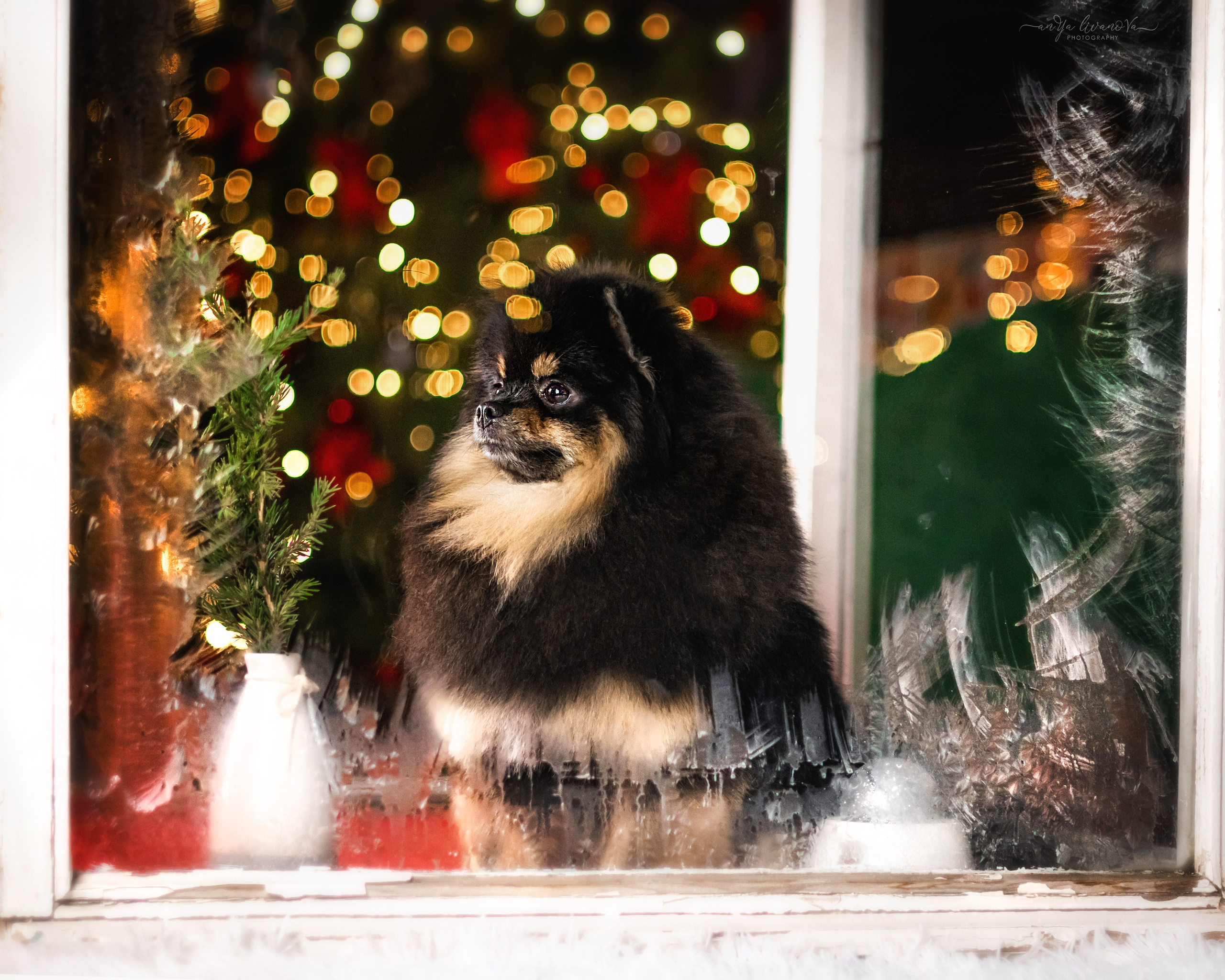Окошко. Фотограф анималист Аня Ливанова | Рыбинск