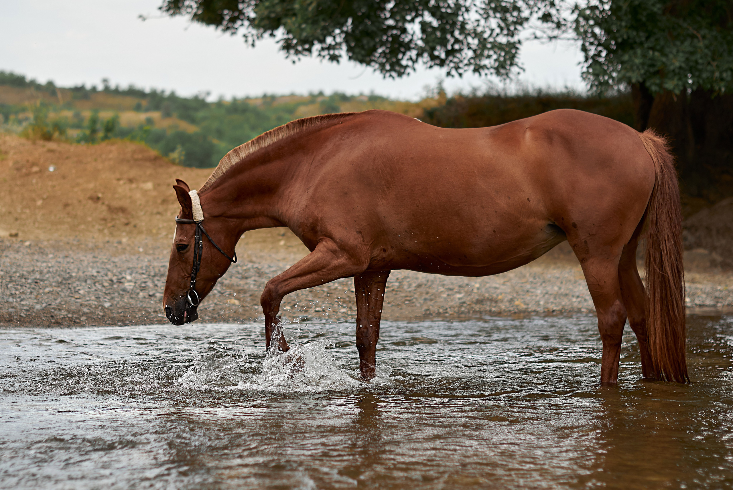 Касандра. Фотограф в Севастополе