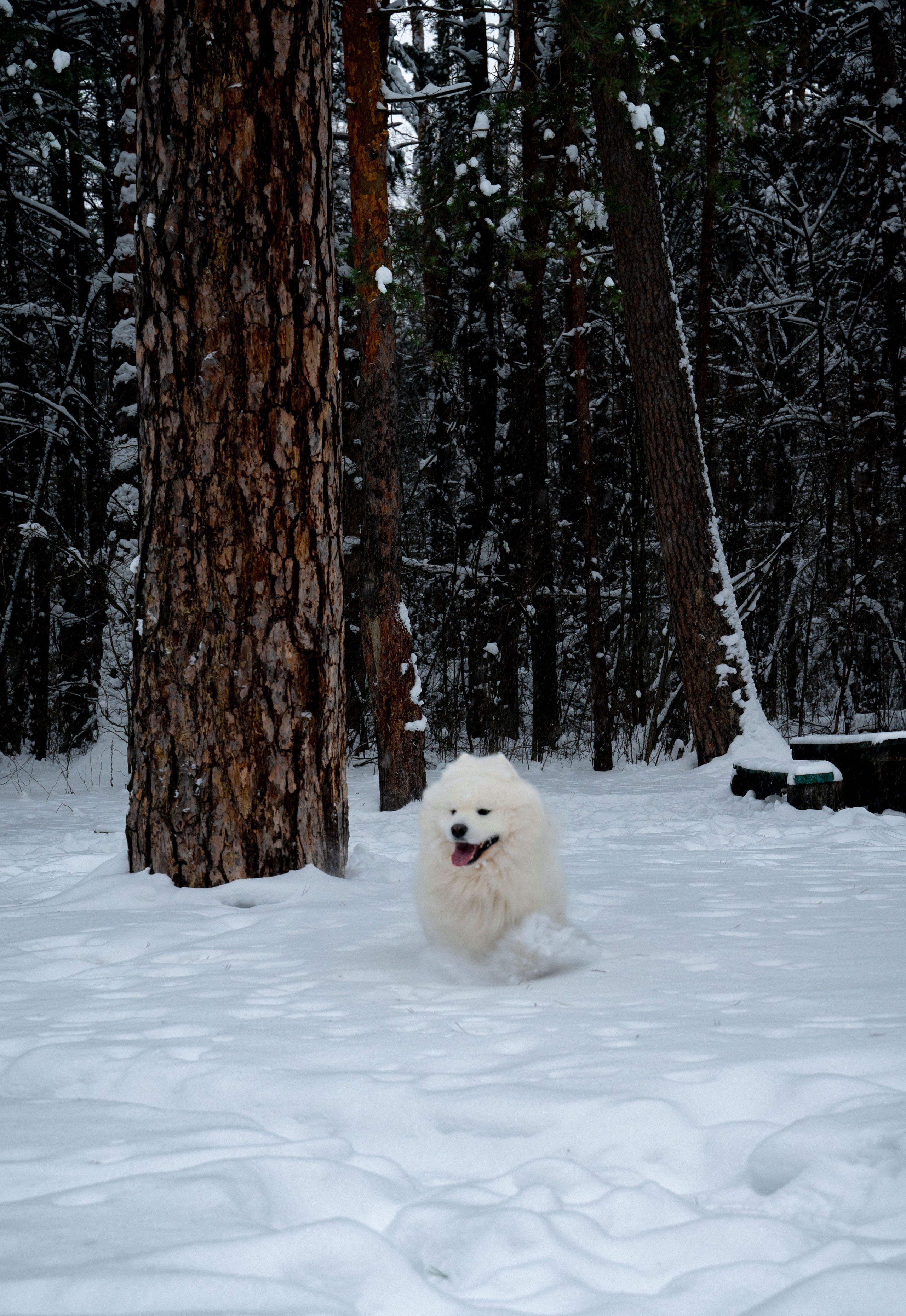 Прогулка с собакой. Зима, лес, Москва. Vadim Nevenglovskii Фотограф в разных жанрах