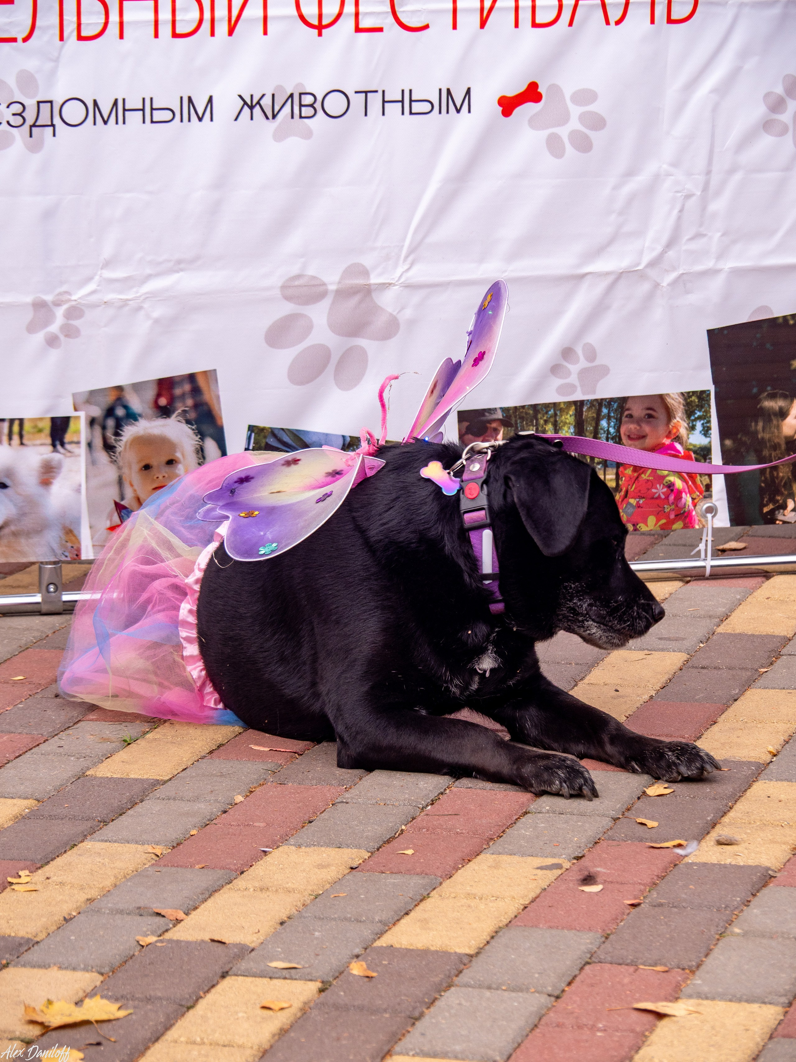 Обнимака 2025. Муром-Инфо. Новости культуры, образования, спорта в городе Муром