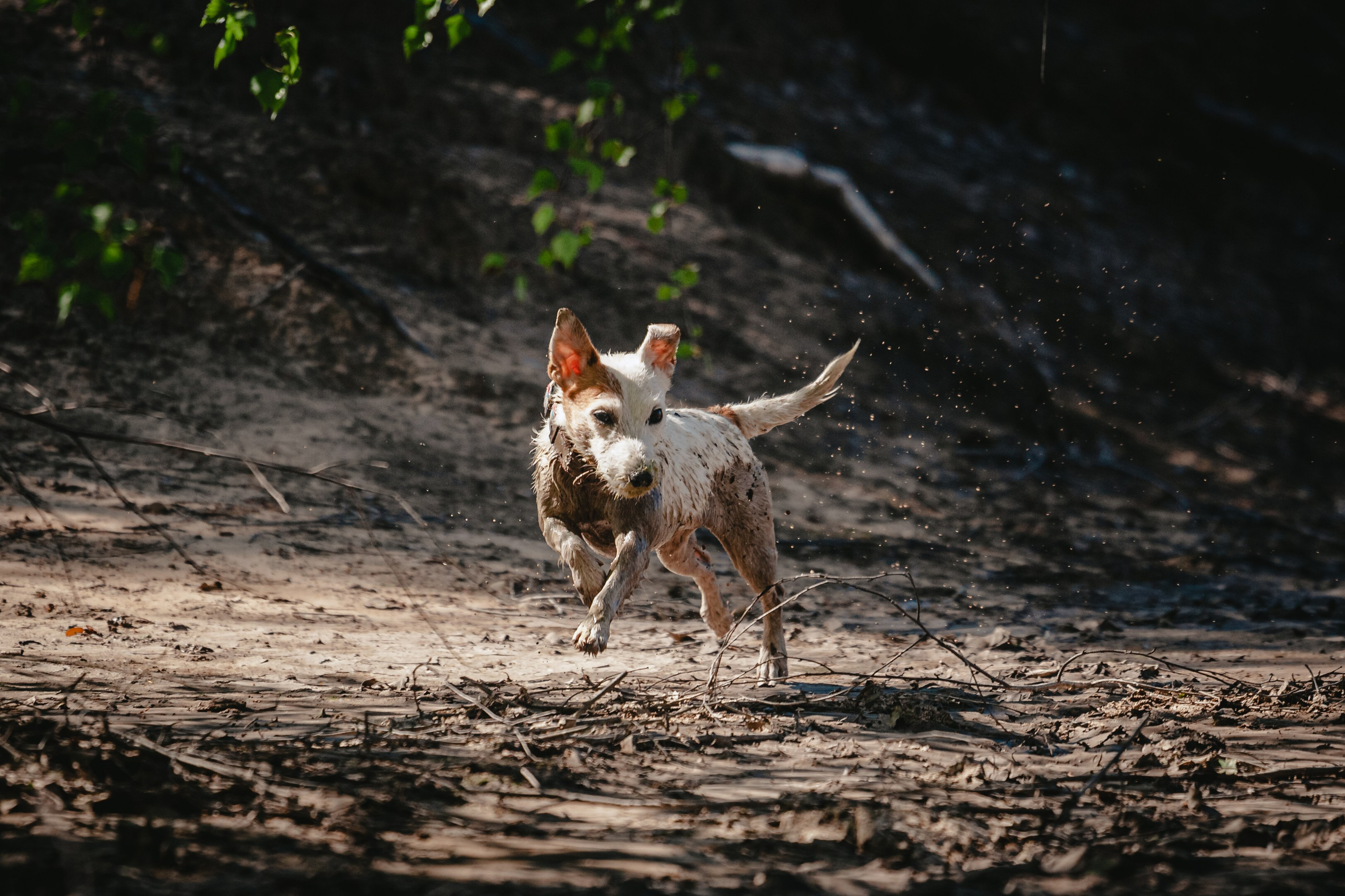 Кондуки. Фотограф-анималист Татьяна Степанова