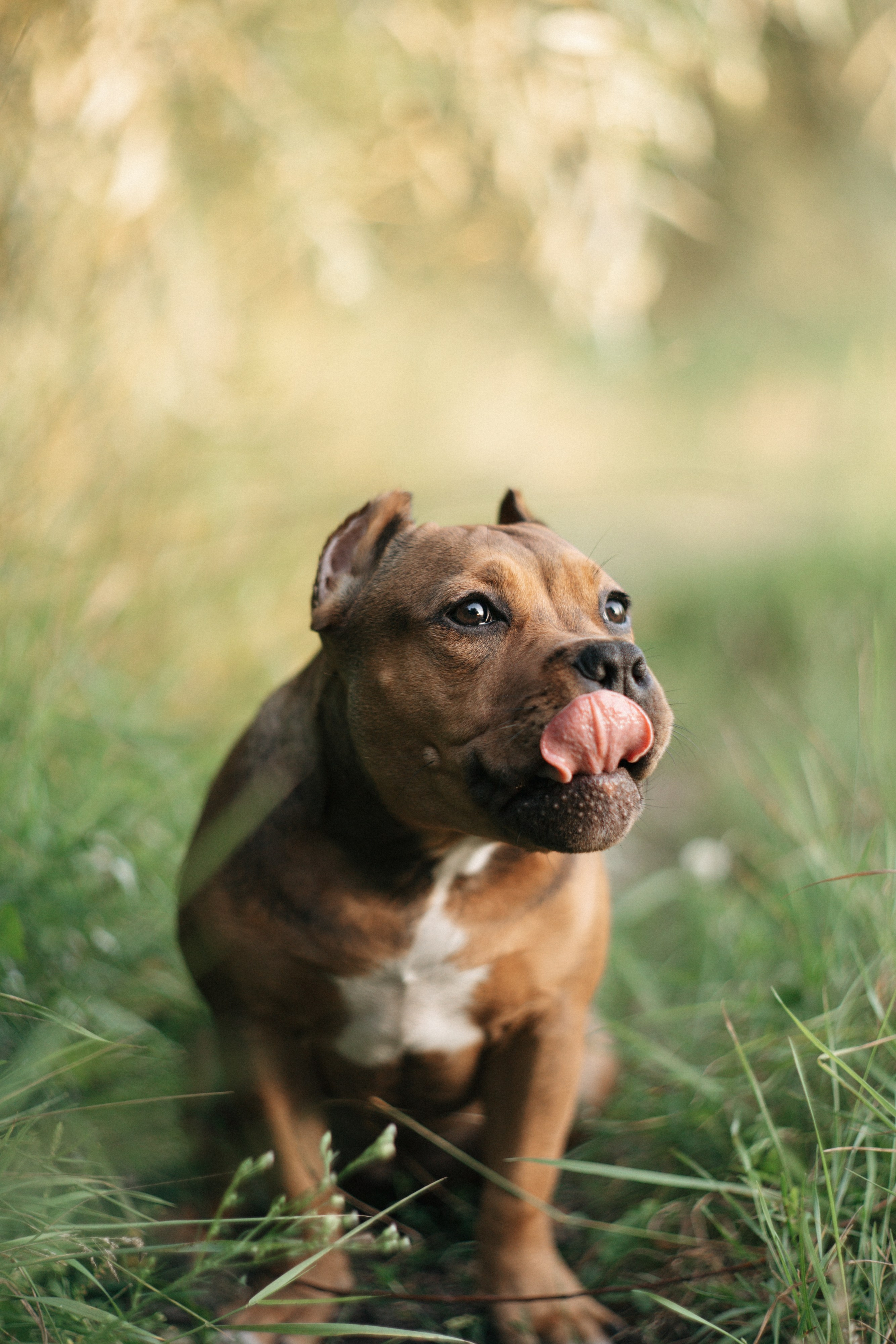Кристина и Эфи. Фотограф анималист в Москве и Санкт-Петербурге Свиридова Анна