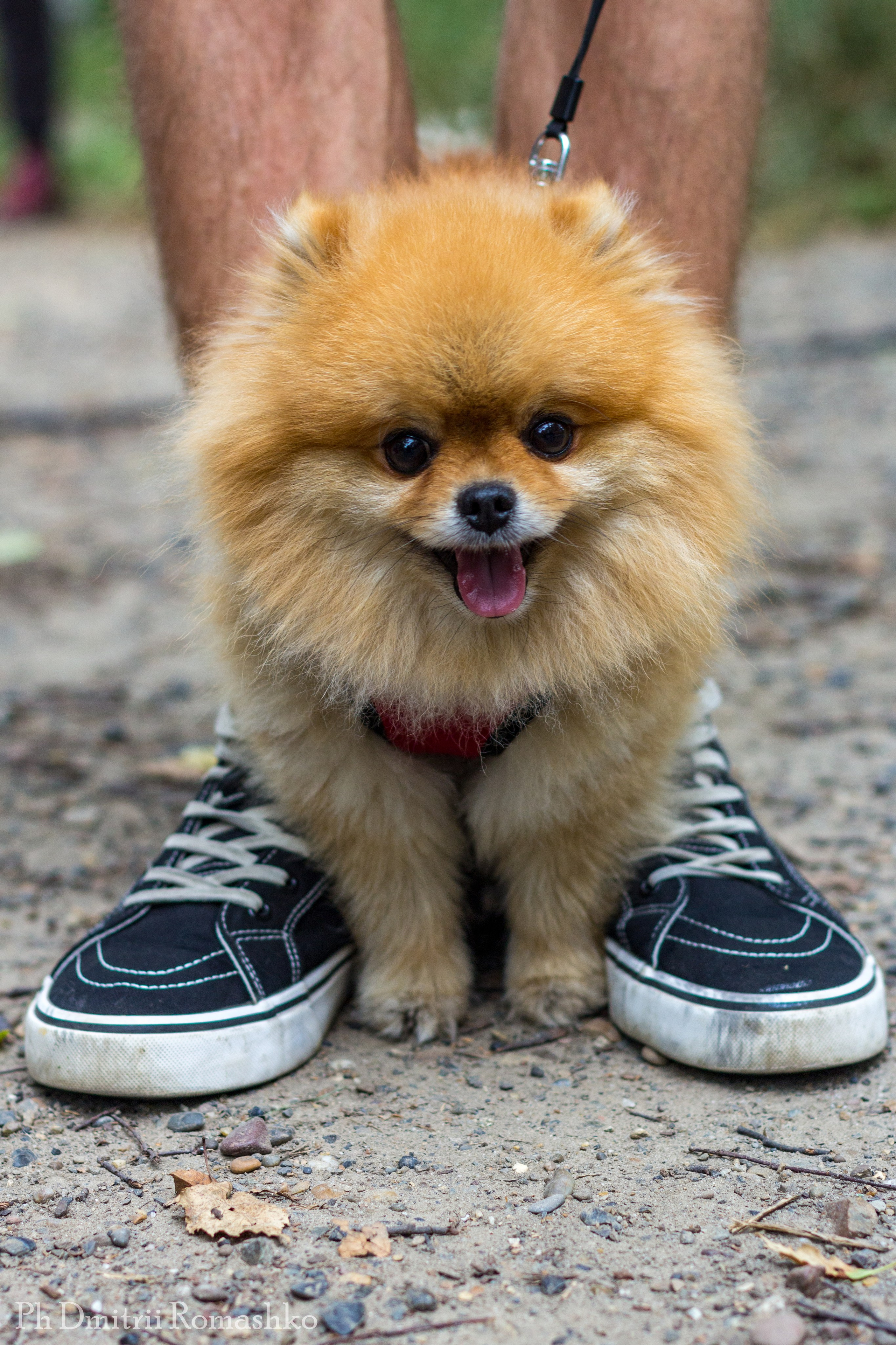 Анималистка. Фотограф Дмитрий Ромашко