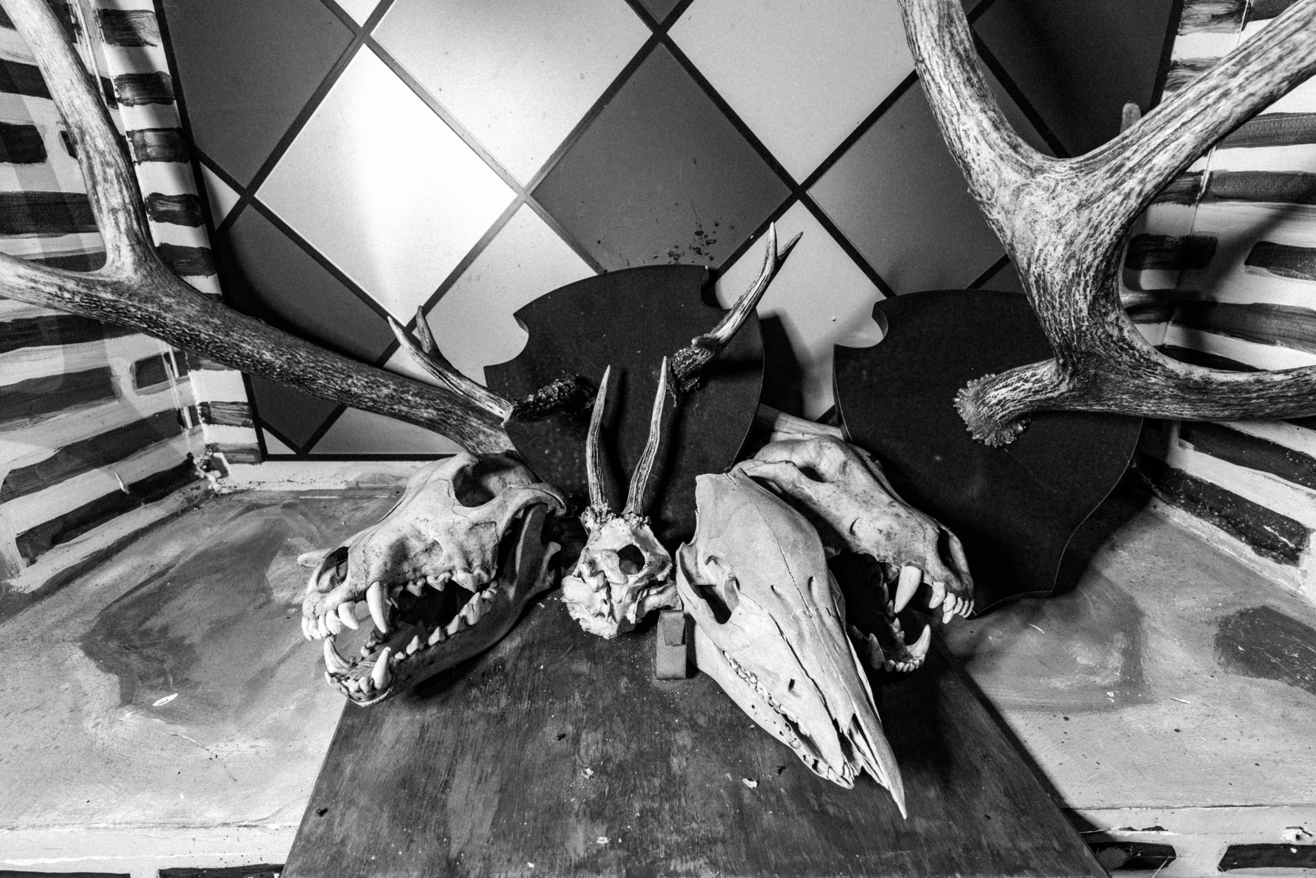 Корпоратив Helloween. Фотограф Новополоцк, Полоцк, Минск, РБ, Зимаков Егор