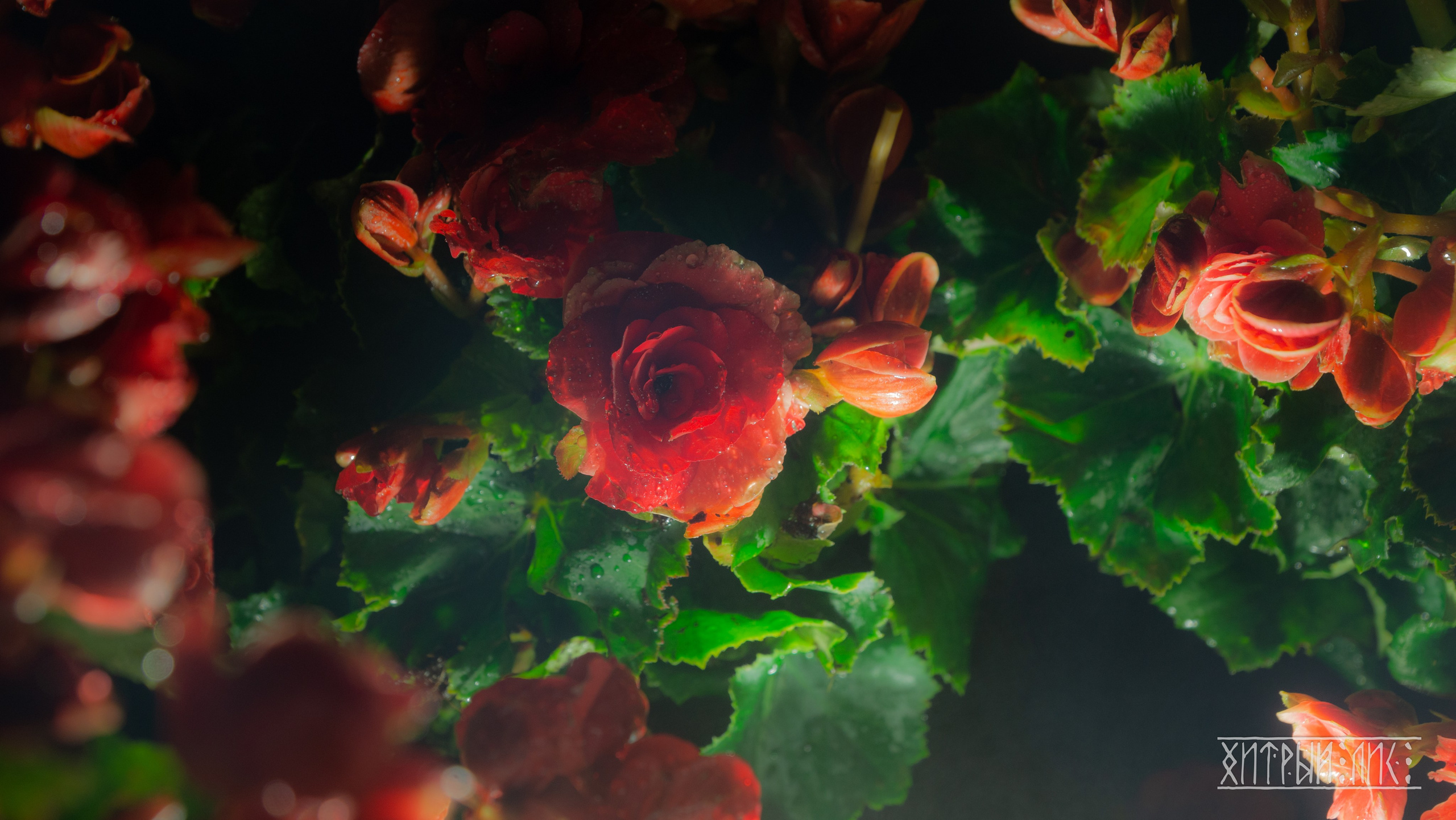 Вьетнам. Фотограф-путешественник Самойлов Максим «Sly Fox»