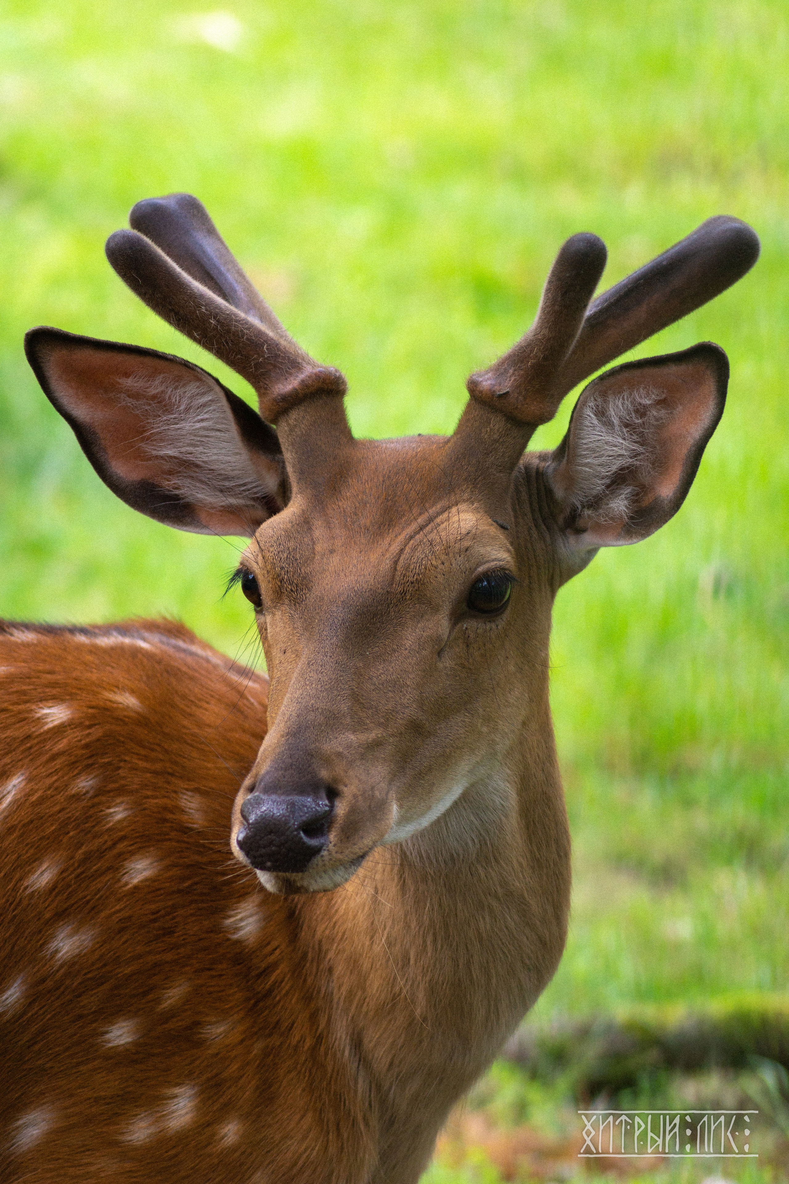 Беларусь. Фотограф-путешественник Самойлов Максим «Sly Fox»