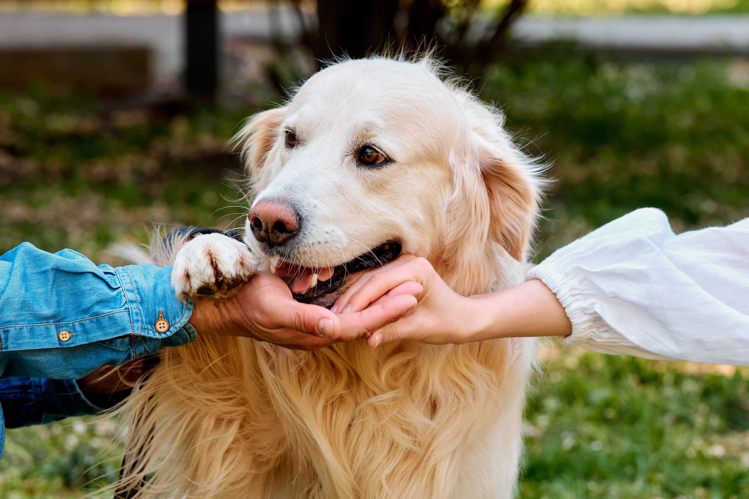 Семейная фотосессия в парке им. Горького. Фотограф Таганрог Анна Трайжон