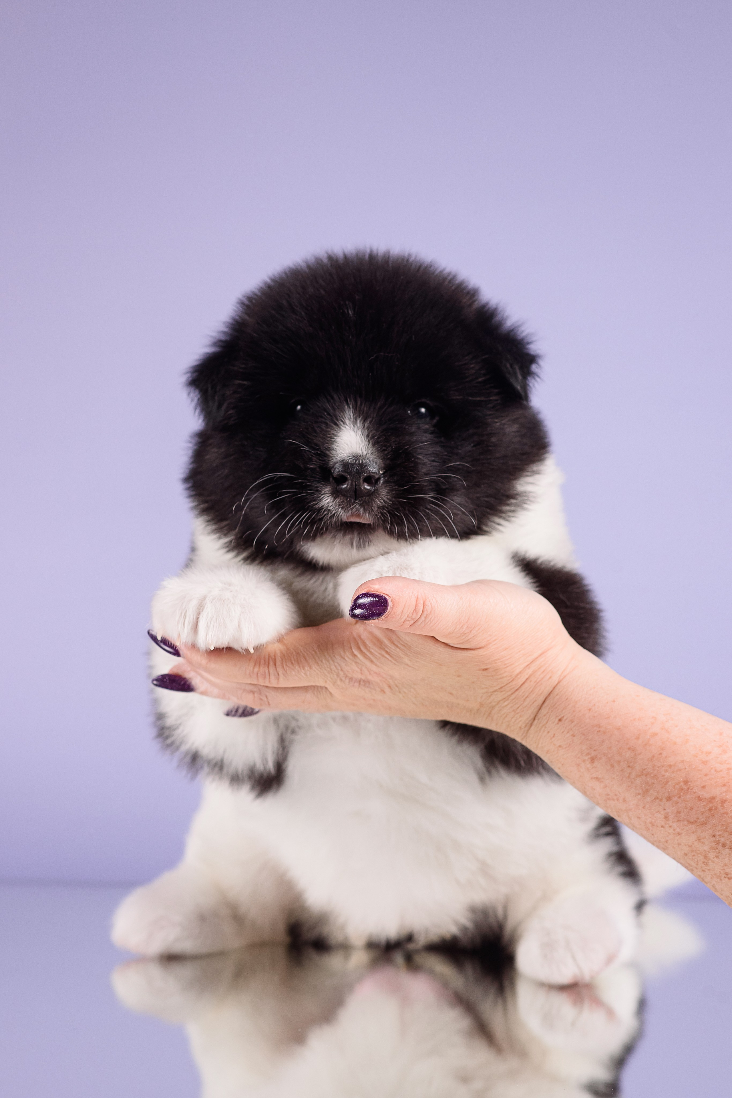 Щенки Американской Акиты — 04.11.2024. Фотограф — Анималист | Анна Абрамова